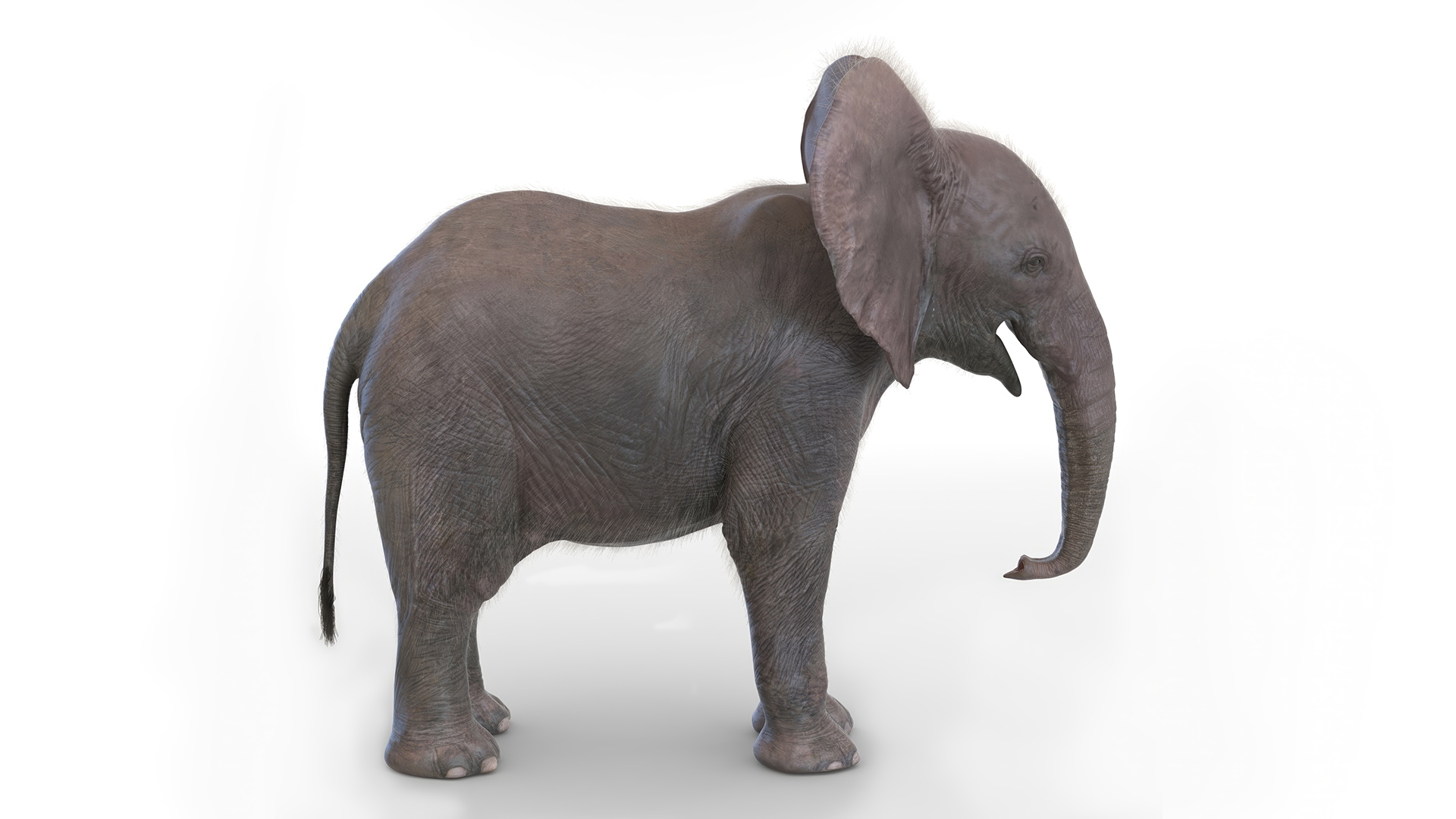 Baby Elephant Rigged Fur 3D model