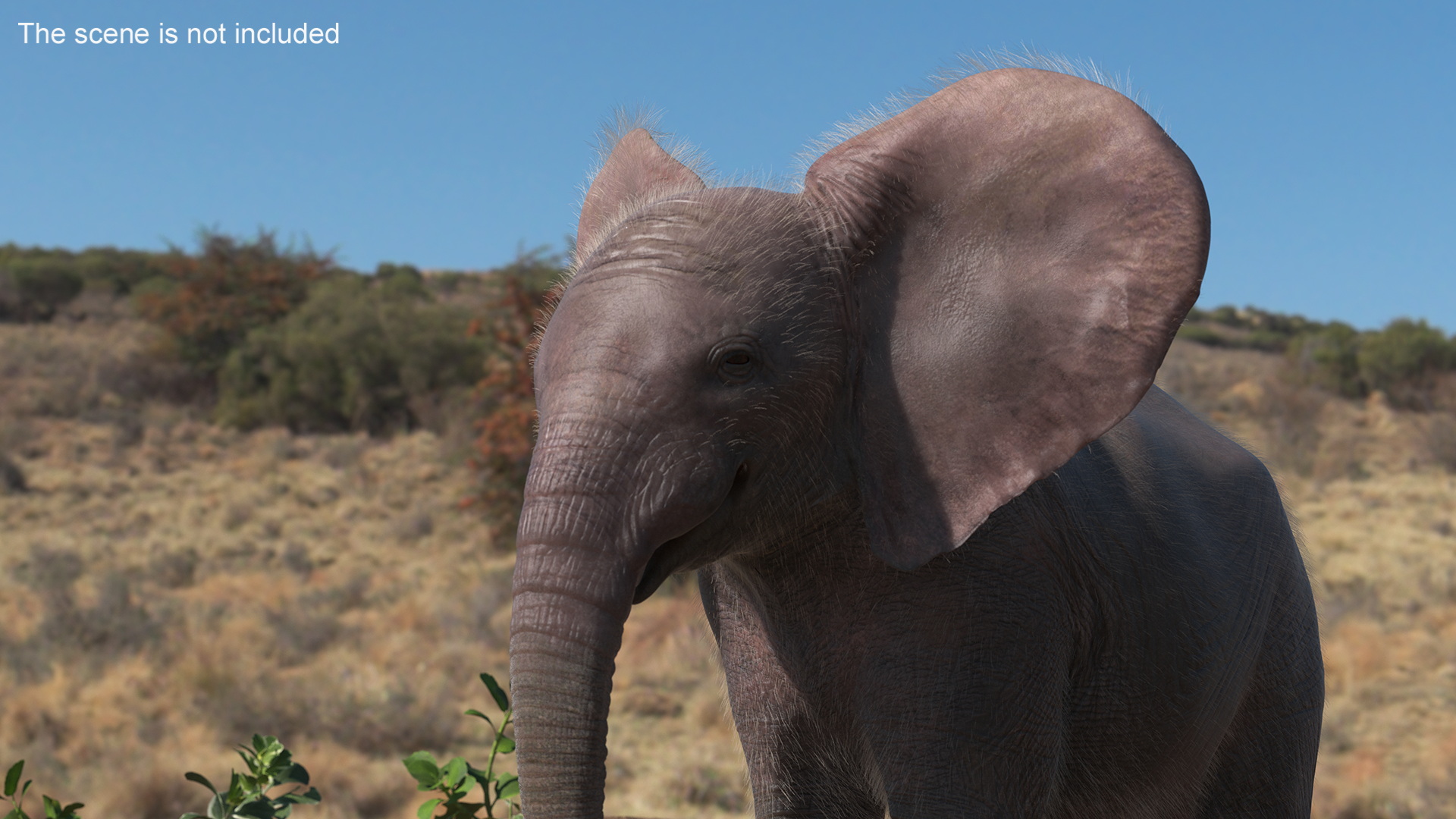 Baby Elephant Rigged Fur 3D model