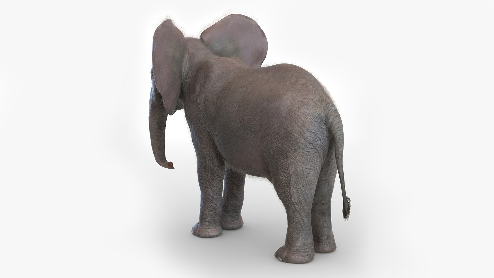 Baby Elephant Rigged Fur 3D model