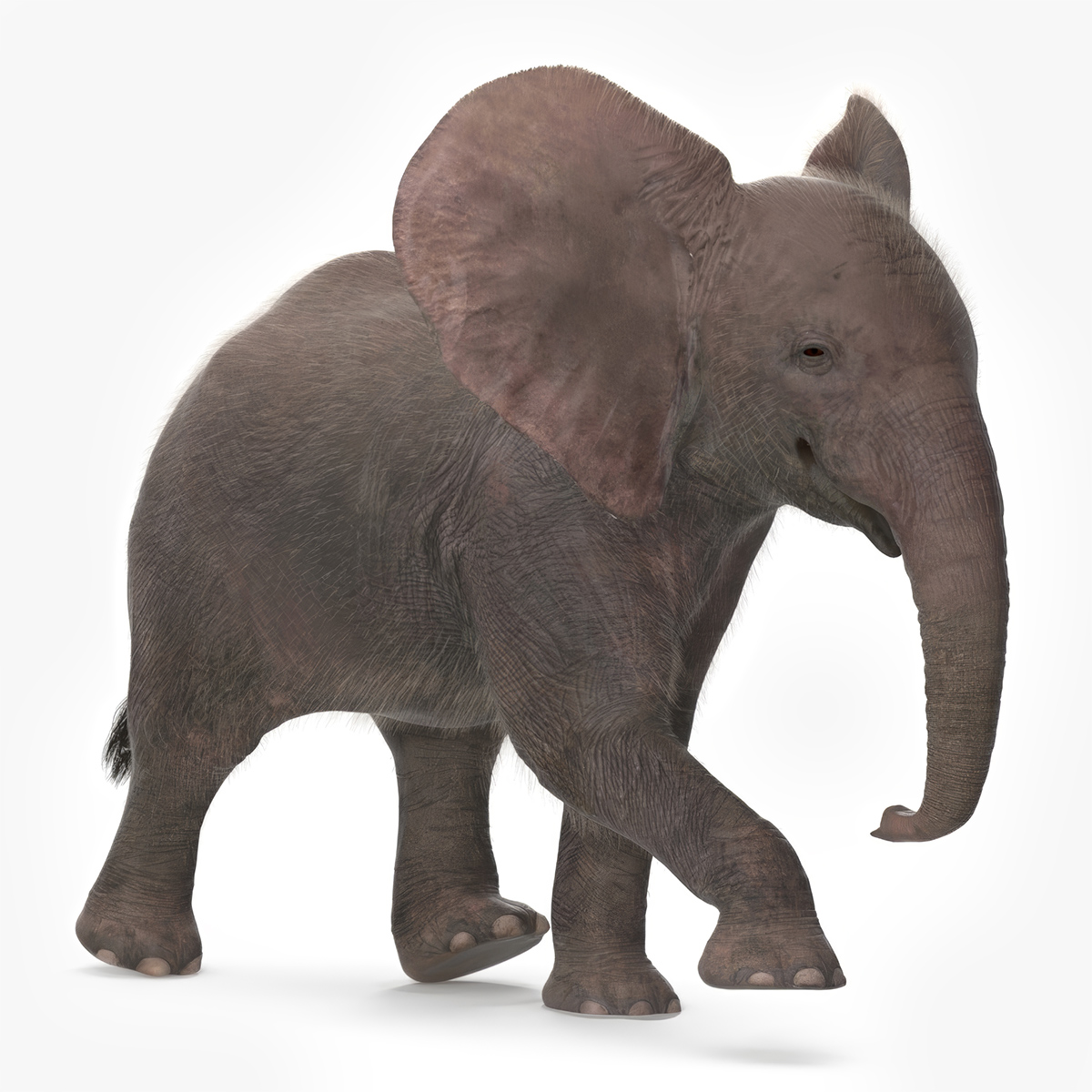 Baby Elephant Rigged Fur 3D model