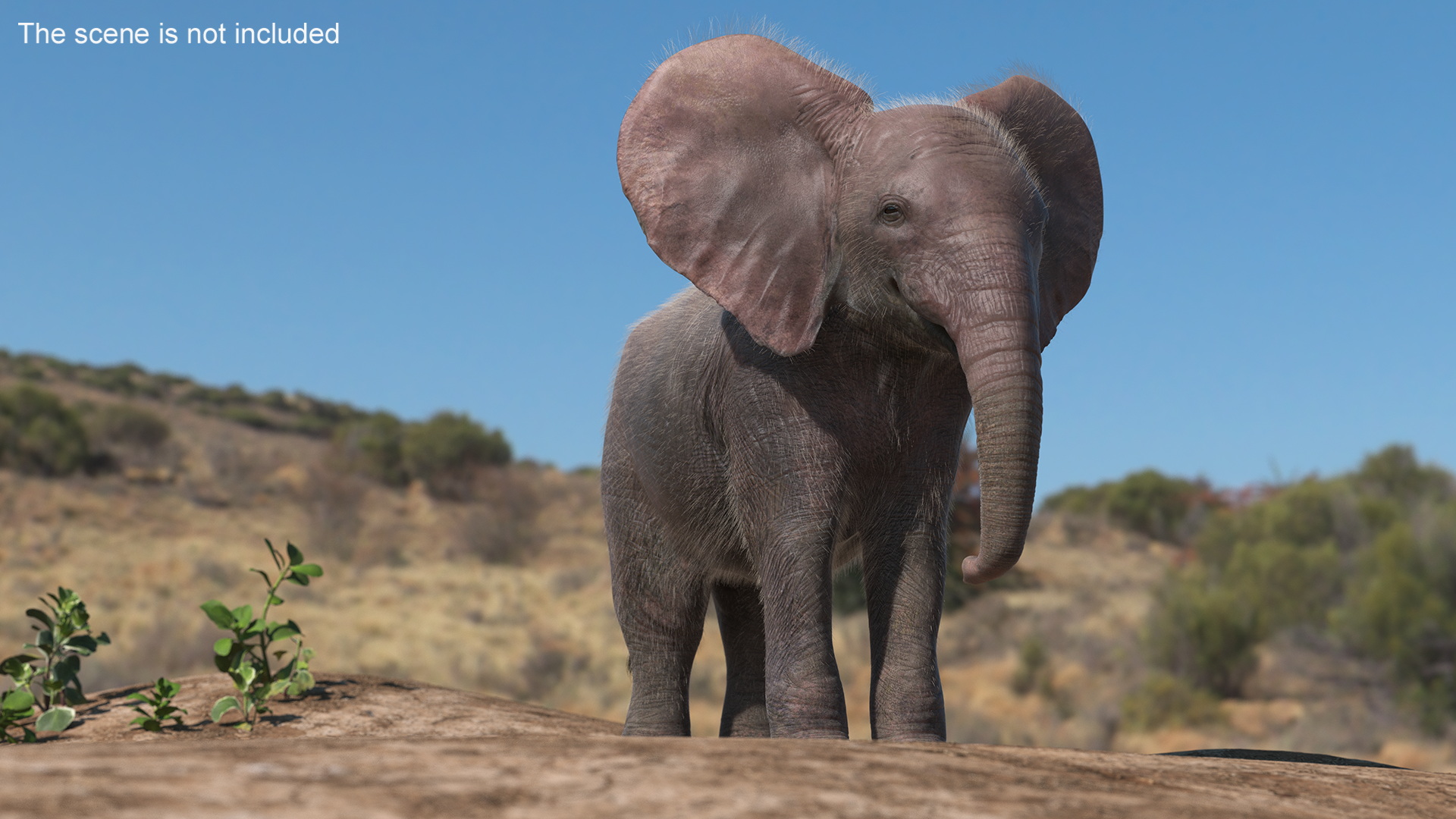 Baby Elephant Rigged Fur 3D model