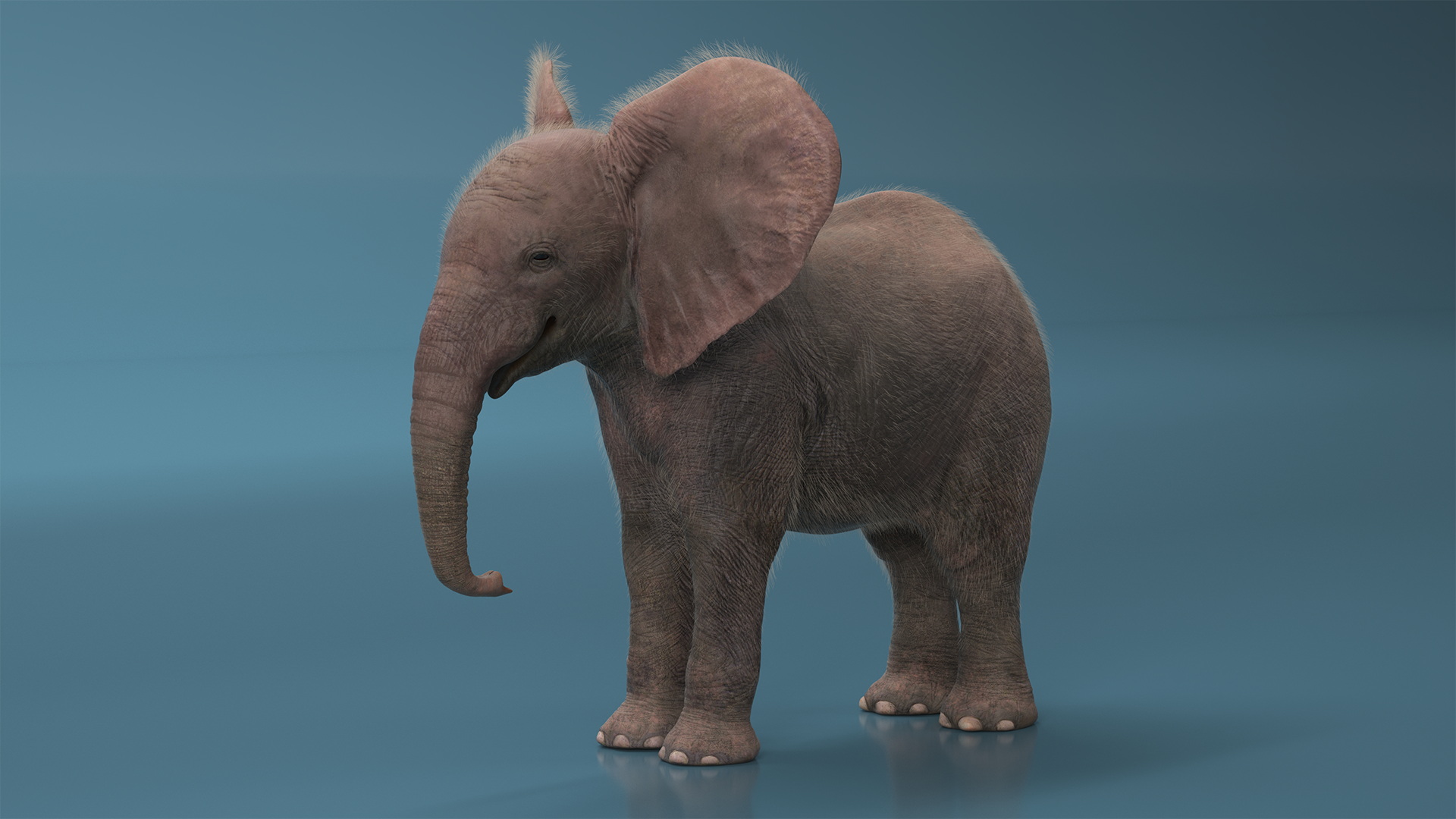 Baby Elephant Rigged Fur 3D model