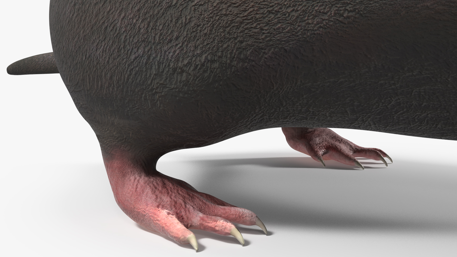 European Mole Animal Rigged 3D