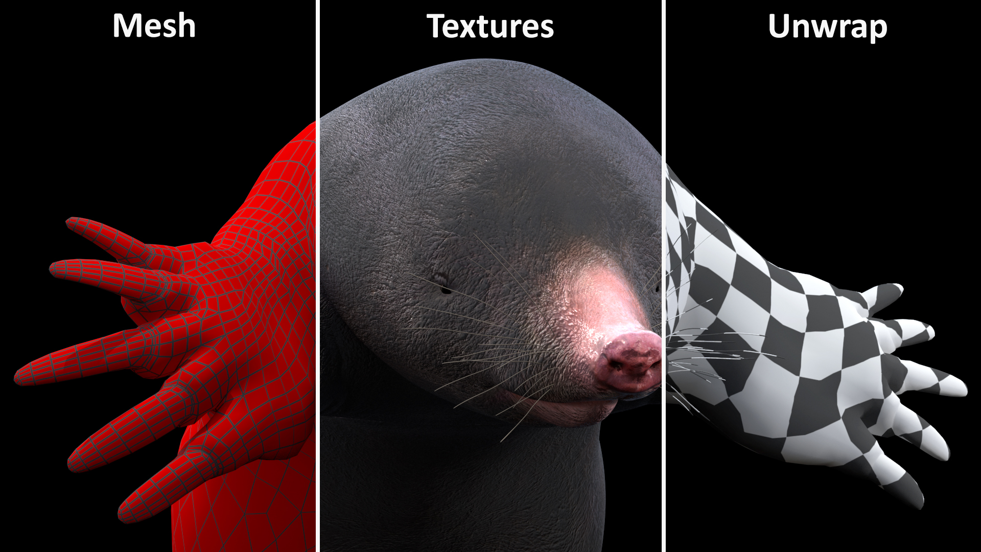 European Mole Animal Rigged 3D
