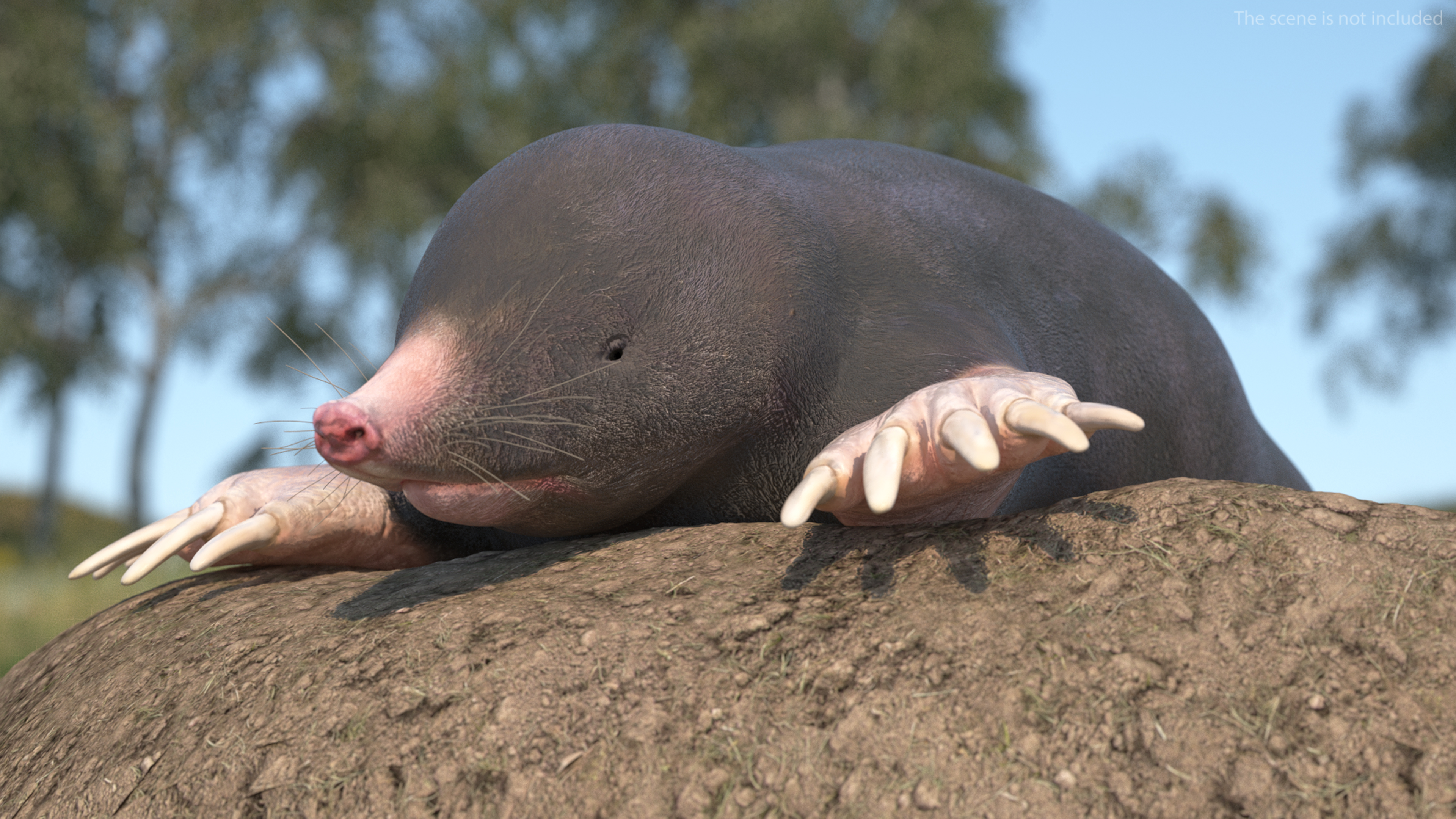 European Mole Animal Rigged 3D