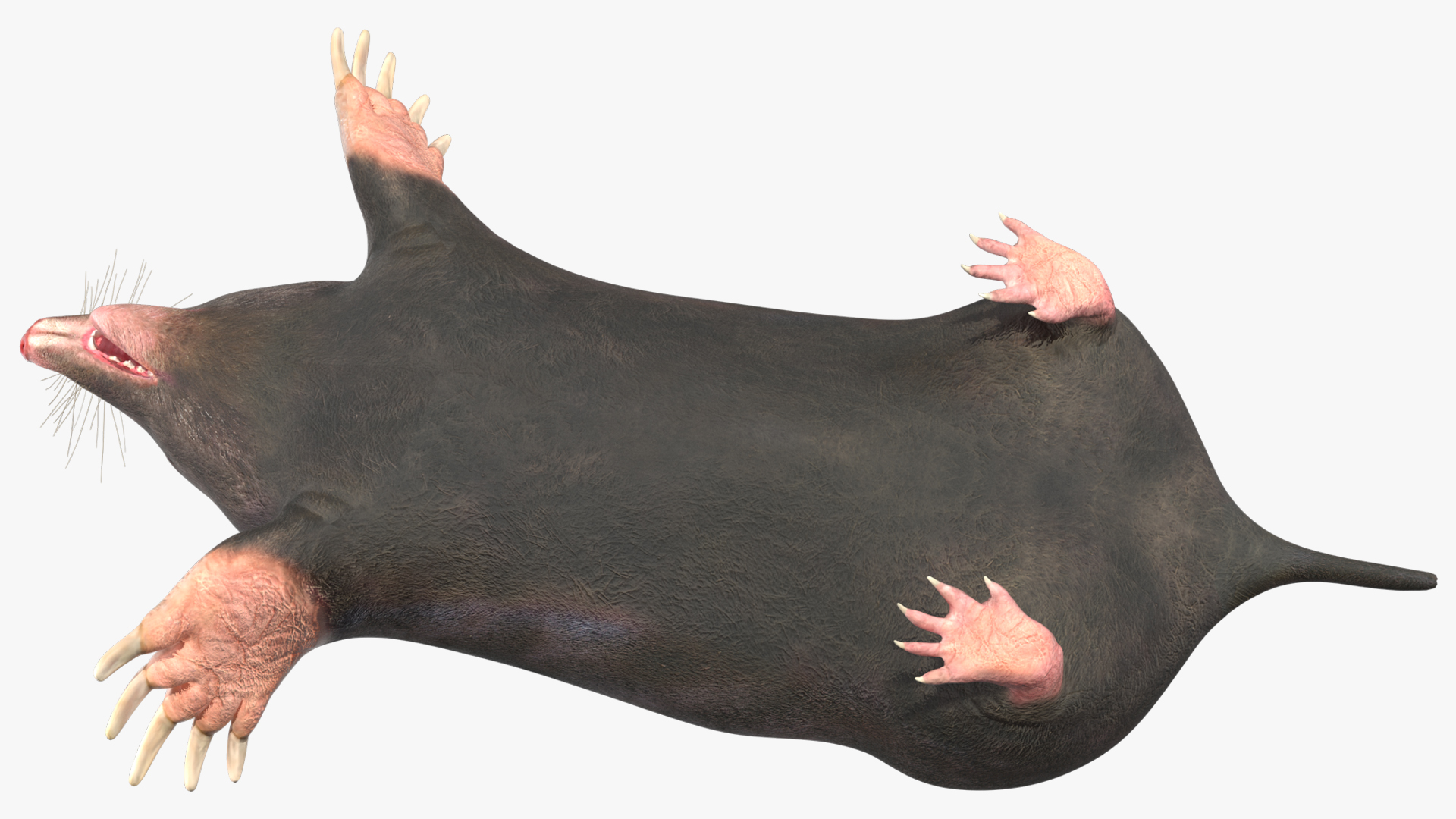 European Mole Animal Rigged 3D