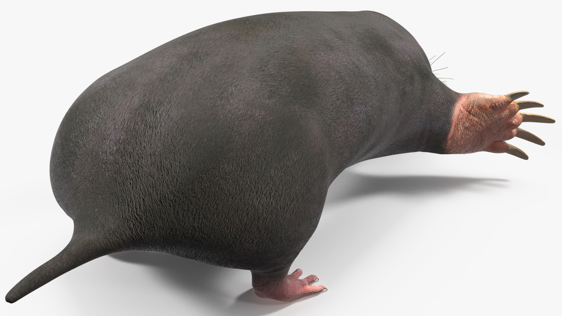 European Mole Animal Rigged 3D