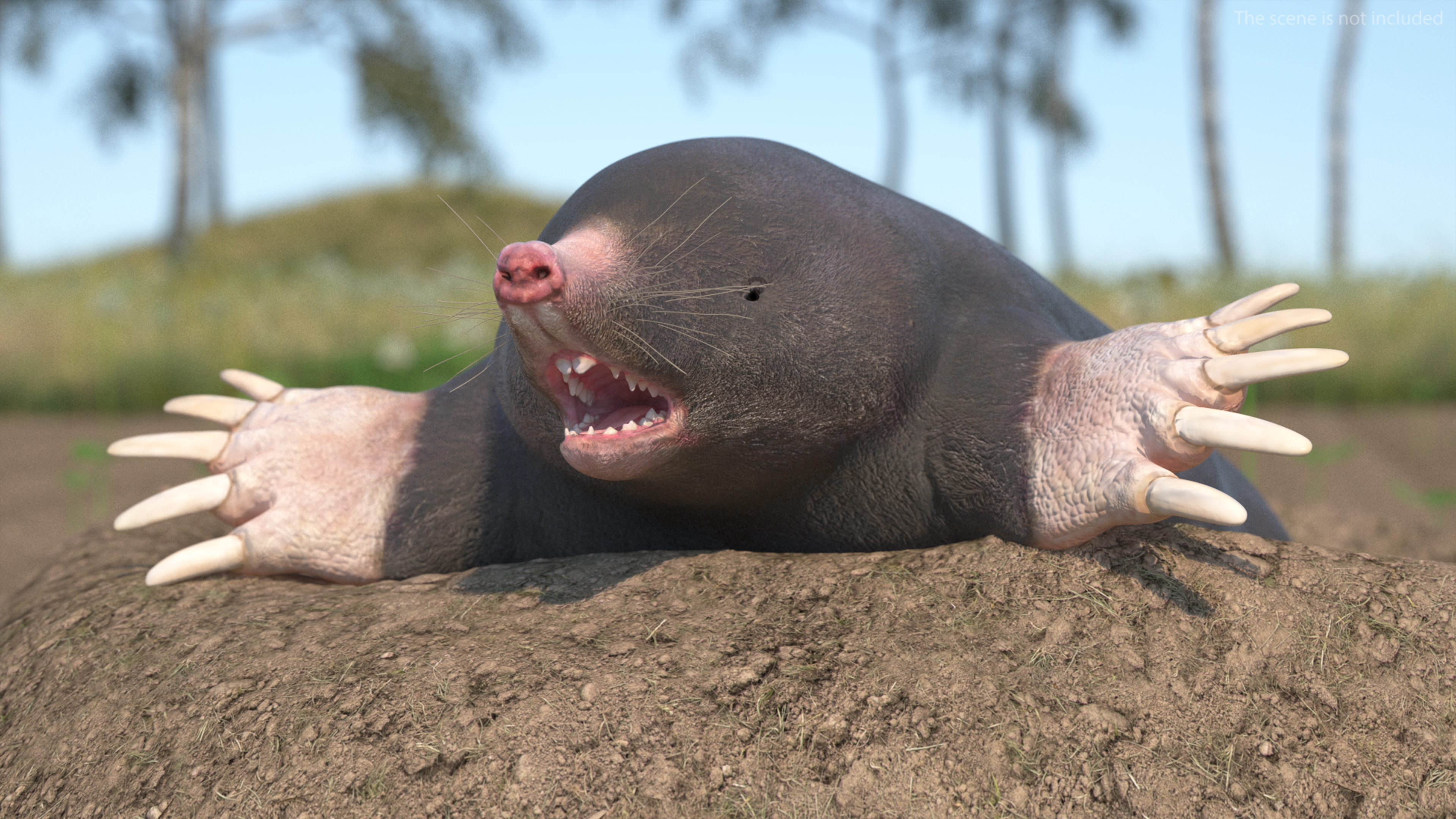 European Mole Animal Rigged 3D