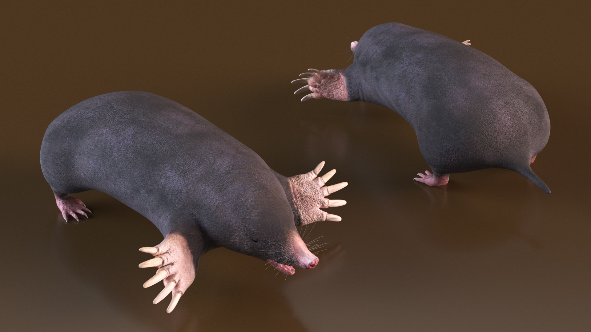 European Mole Animal Rigged 3D