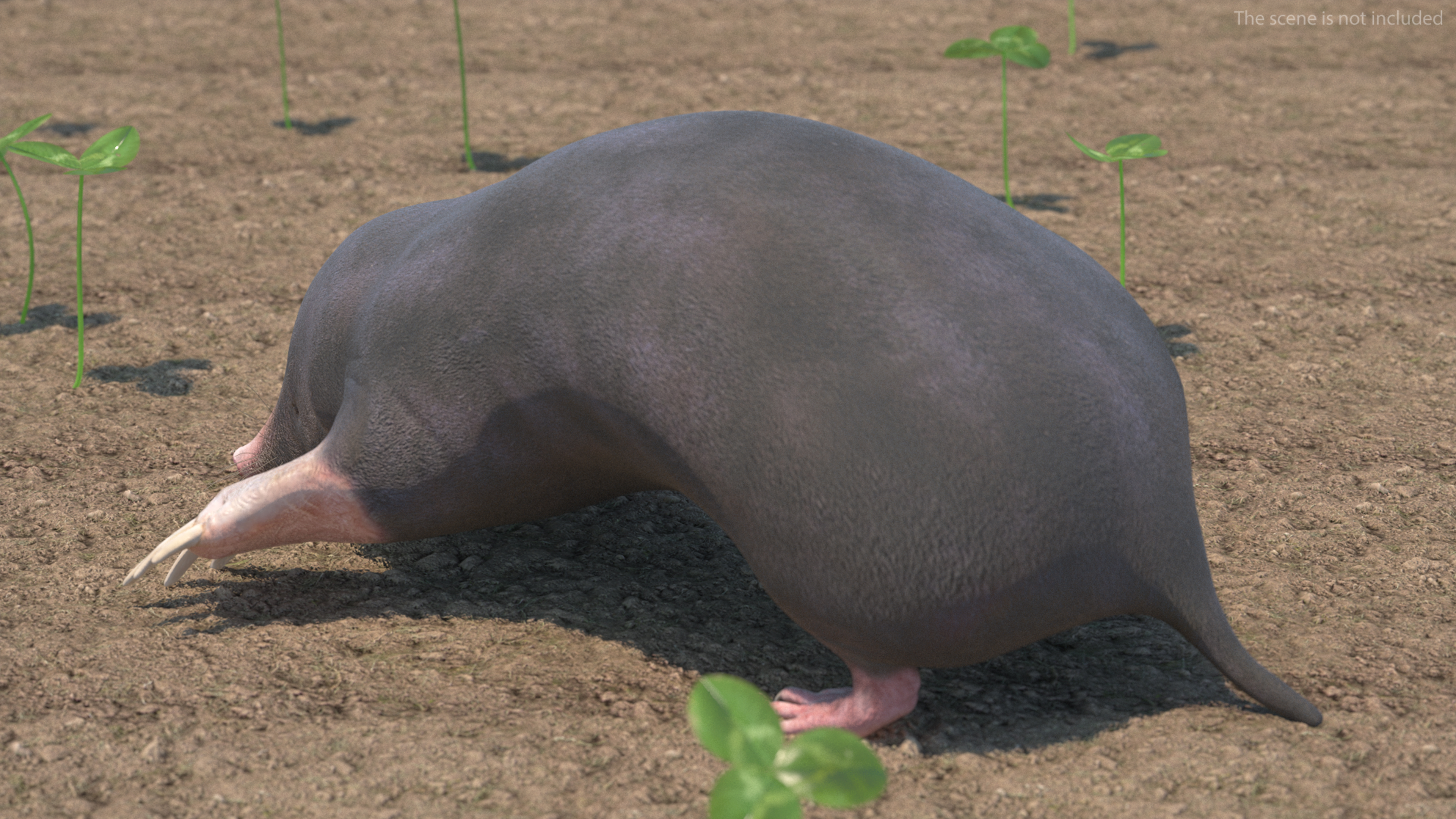 European Mole Animal Rigged 3D