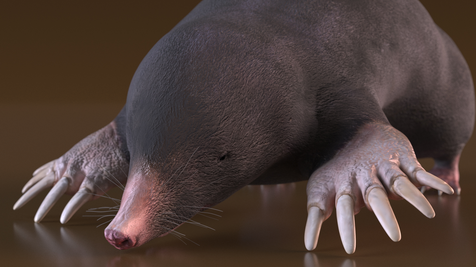 European Mole Animal Rigged 3D
