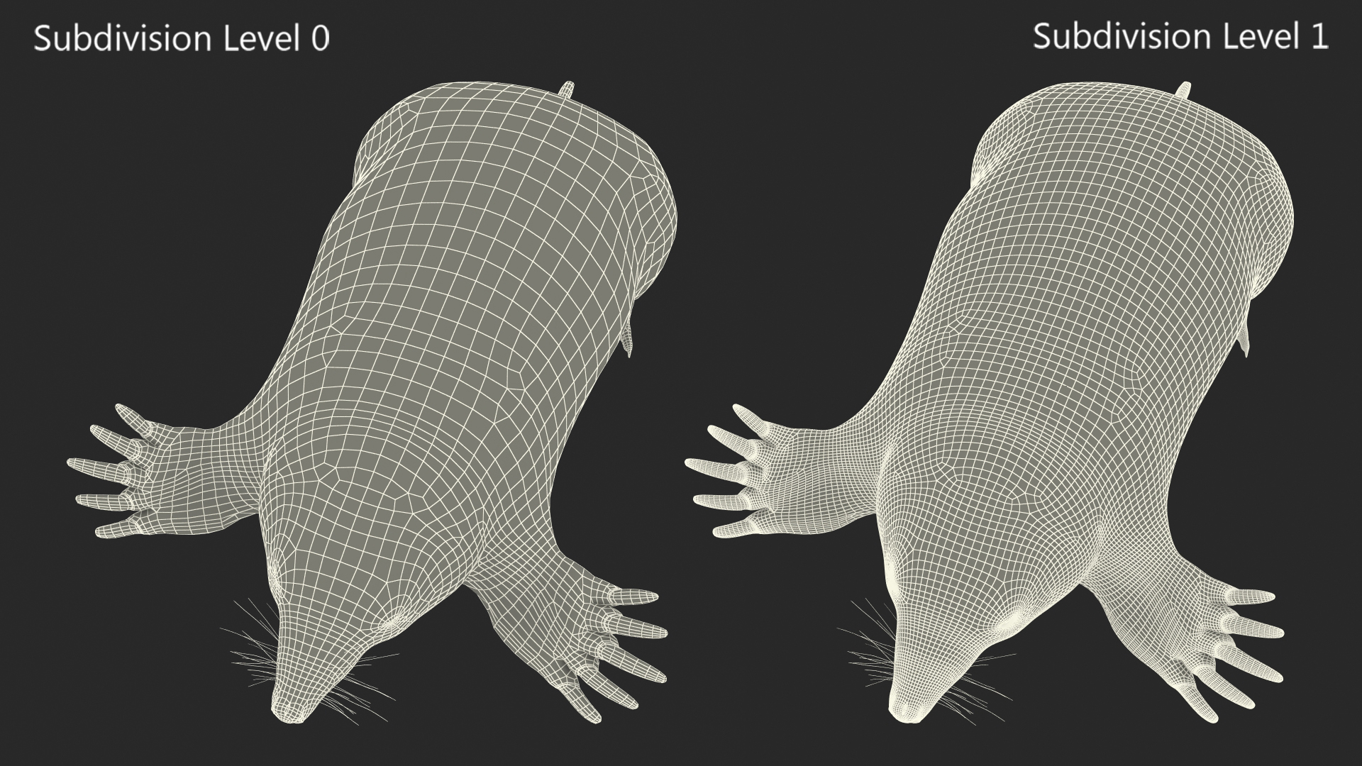 European Mole Animal Rigged 3D