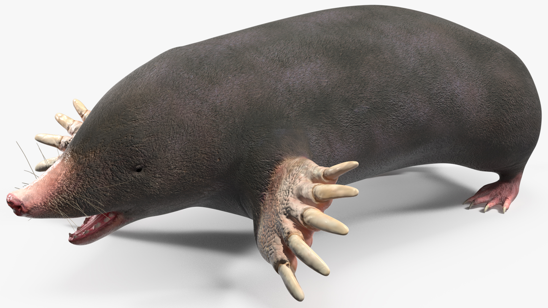 European Mole Animal Rigged 3D