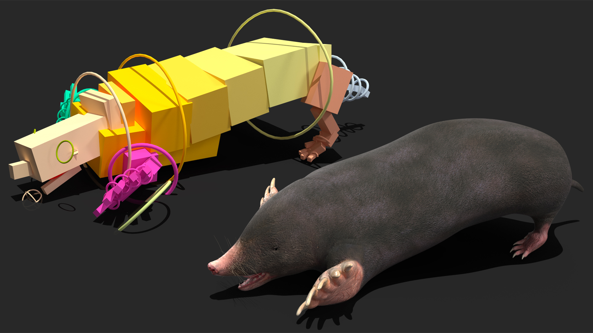 European Mole Animal Rigged 3D