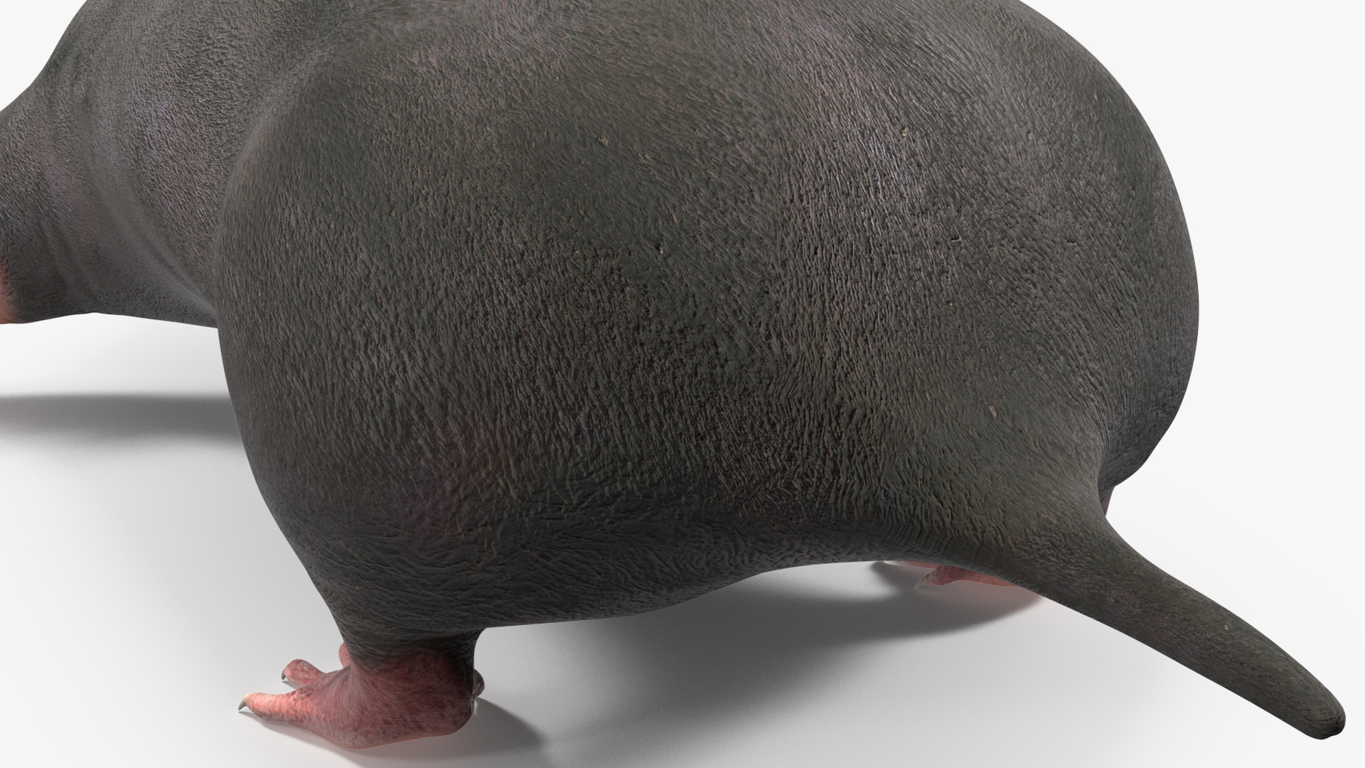 European Mole Animal Rigged 3D