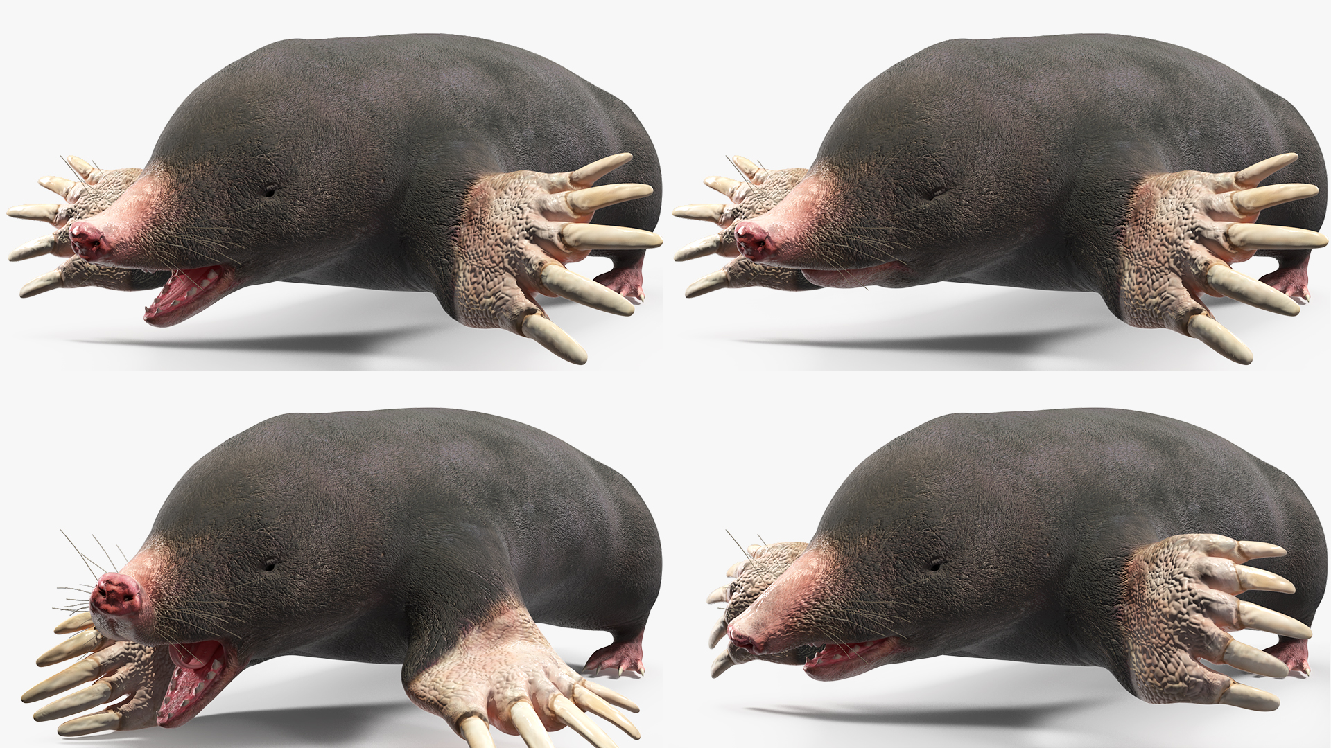 European Mole Animal Rigged 3D
