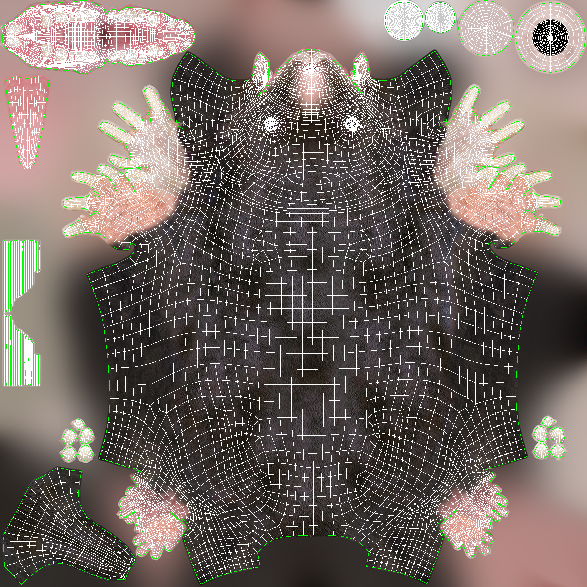 European Mole Animal Rigged 3D