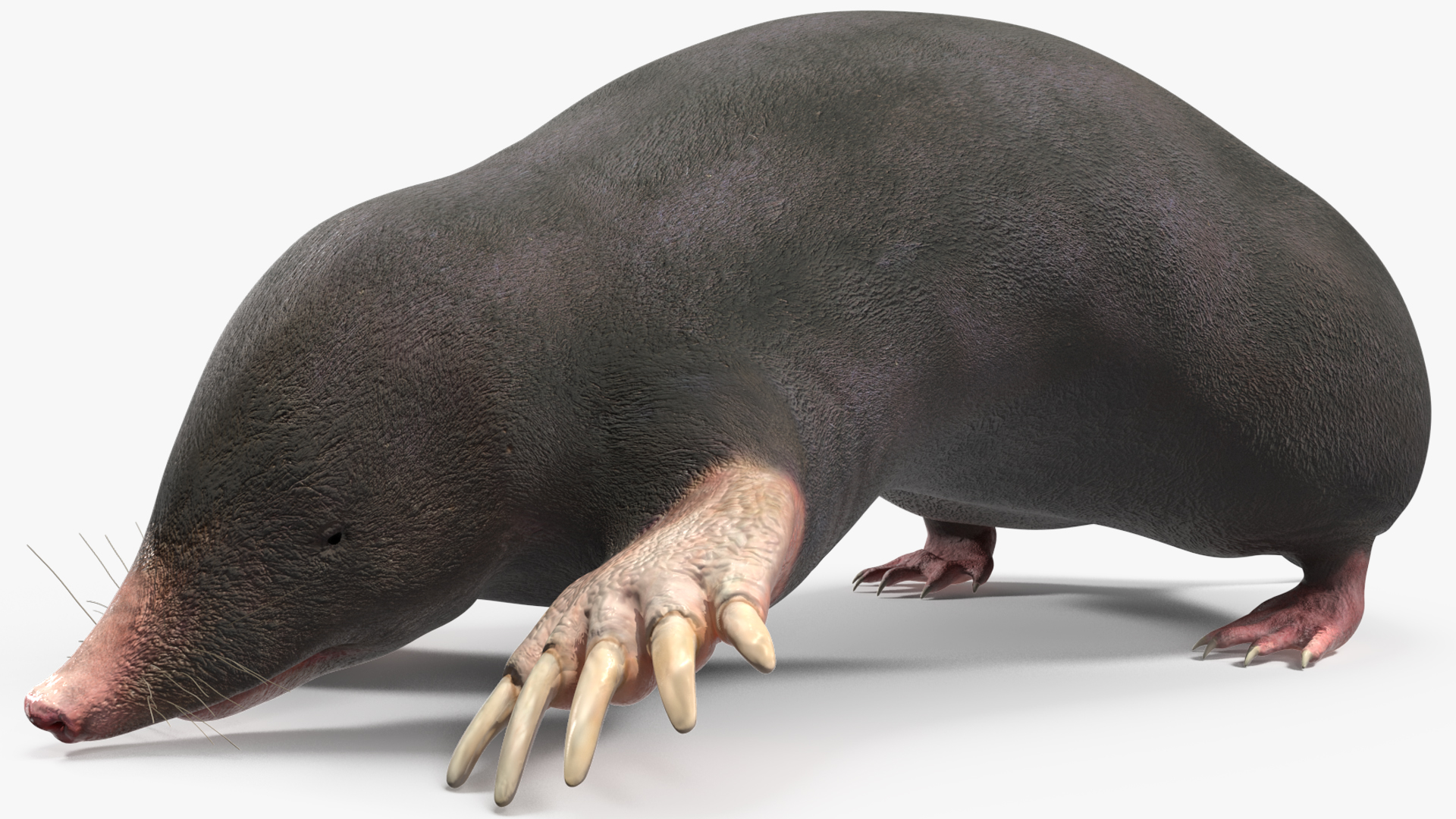 European Mole Animal Rigged 3D