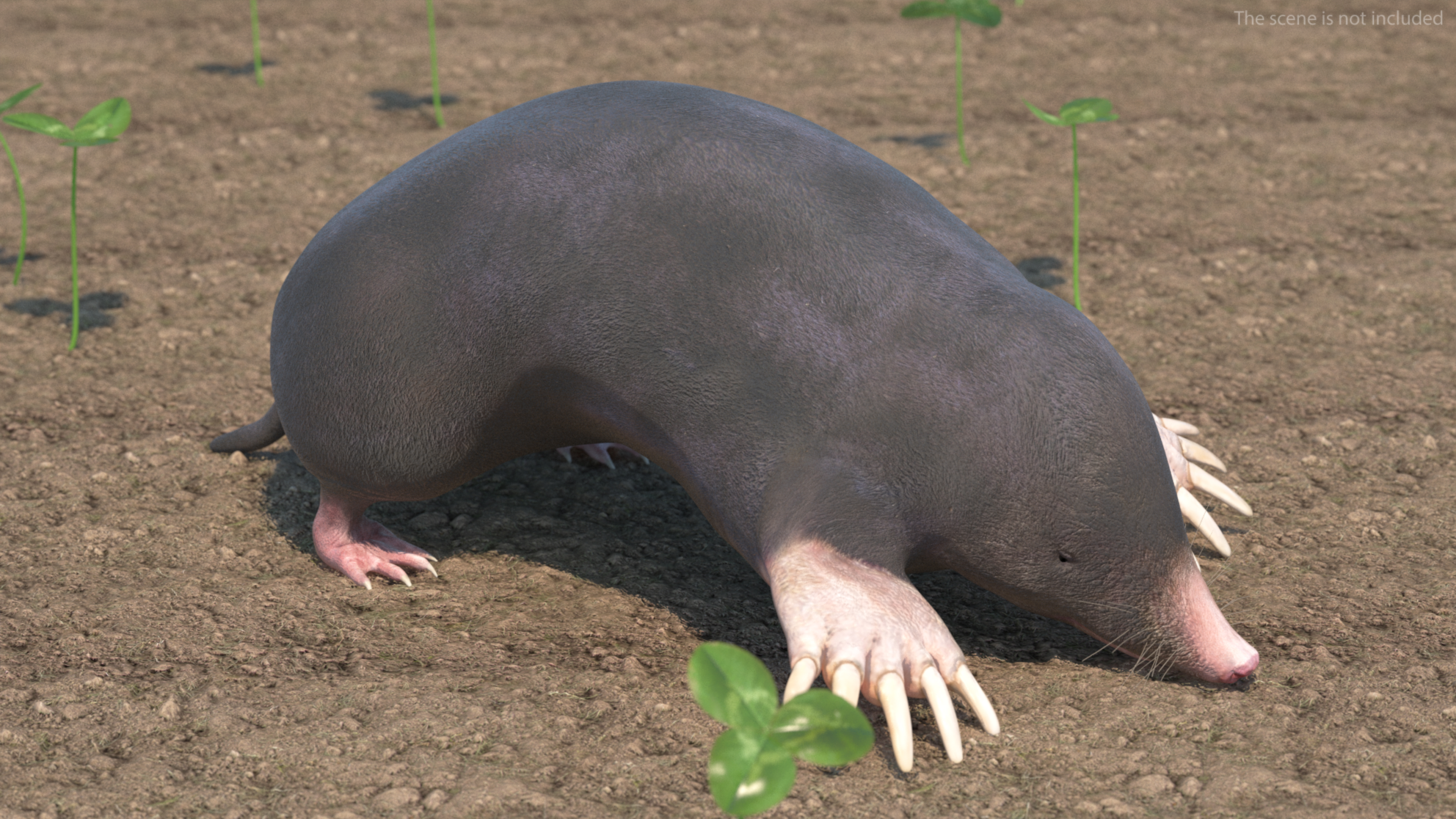European Mole Animal Rigged 3D