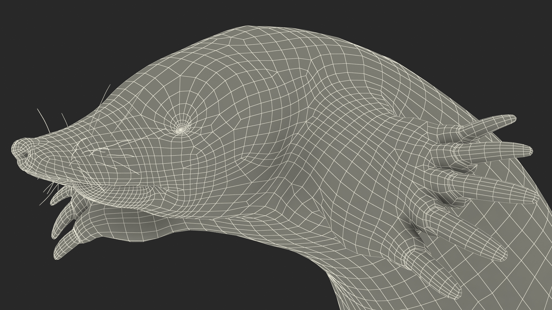 European Mole Animal Rigged 3D