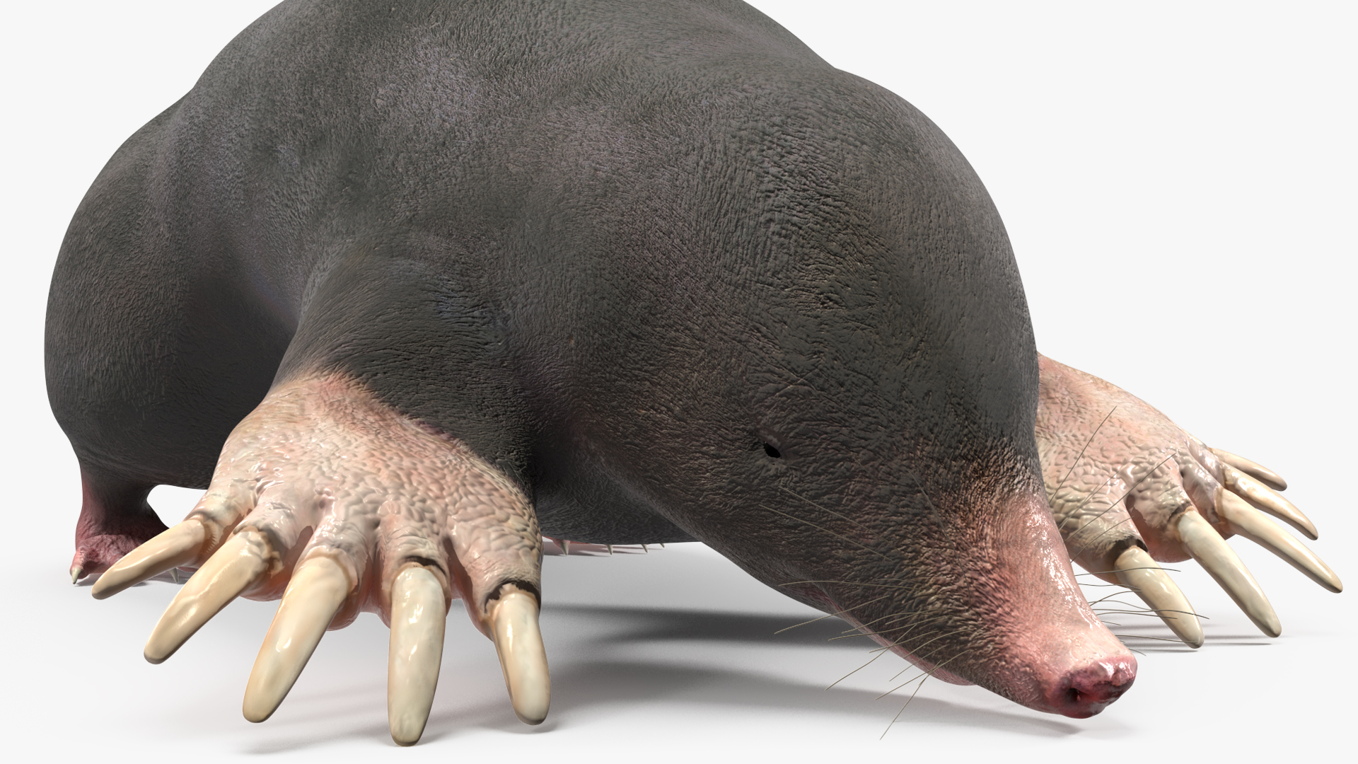 European Mole Animal Rigged 3D