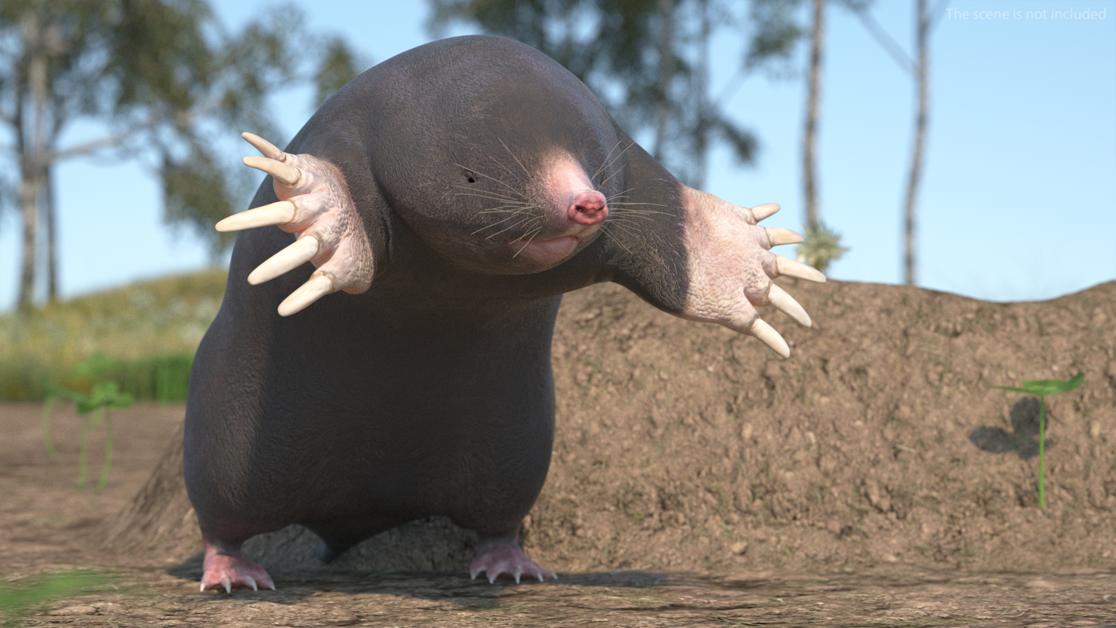 European Mole Animal Rigged 3D