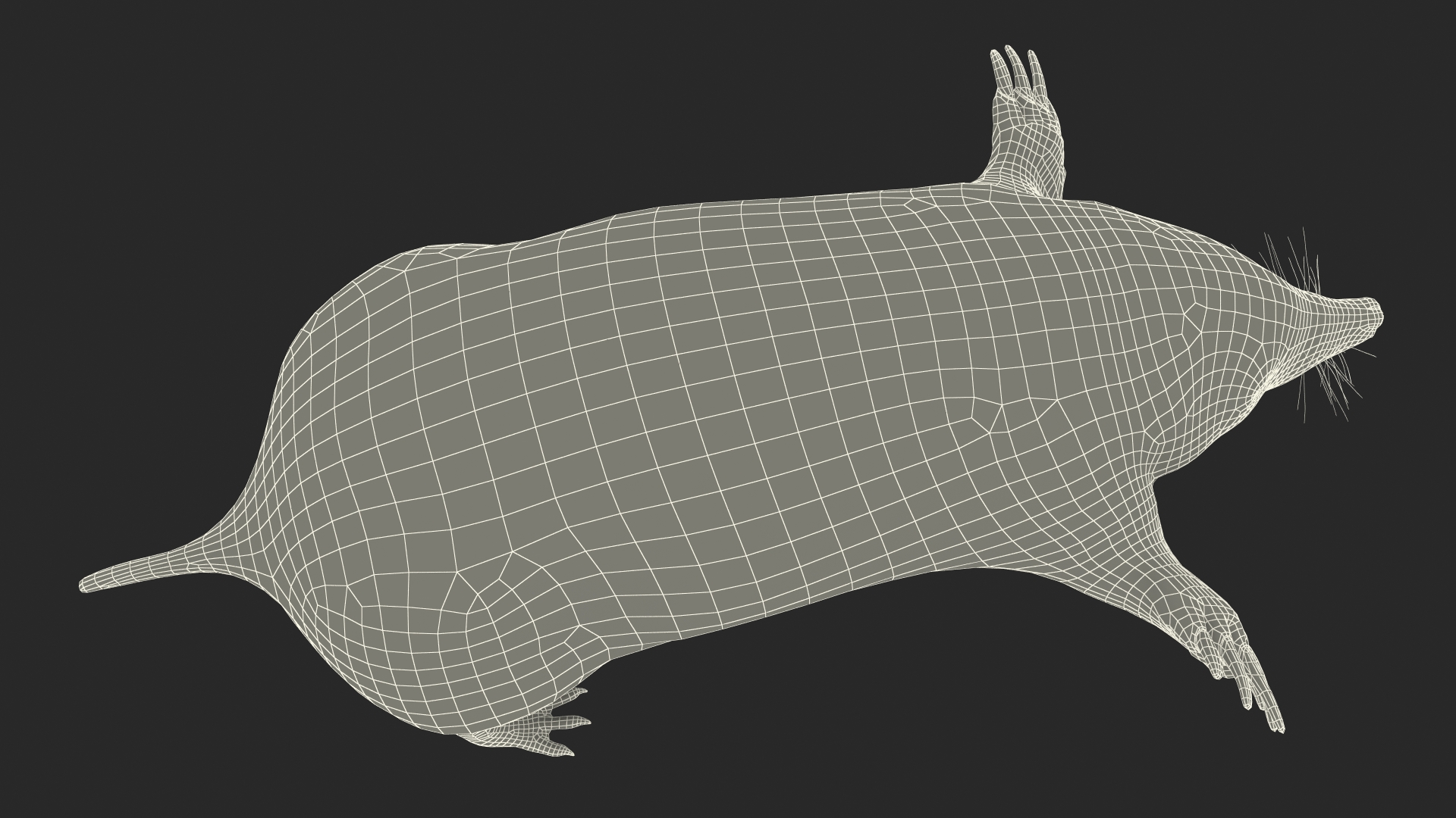 European Mole Animal Rigged 3D
