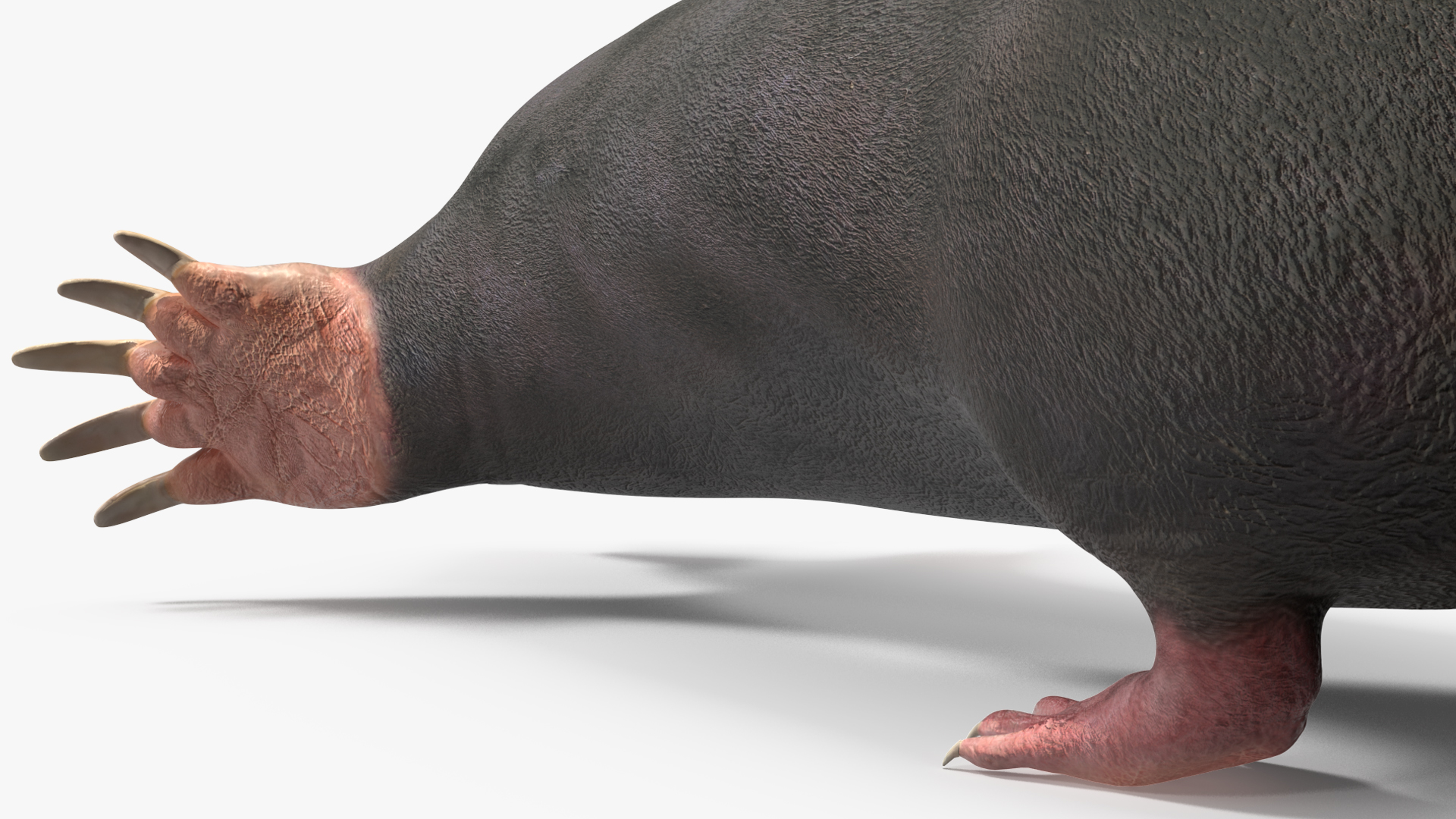 European Mole Animal Rigged 3D