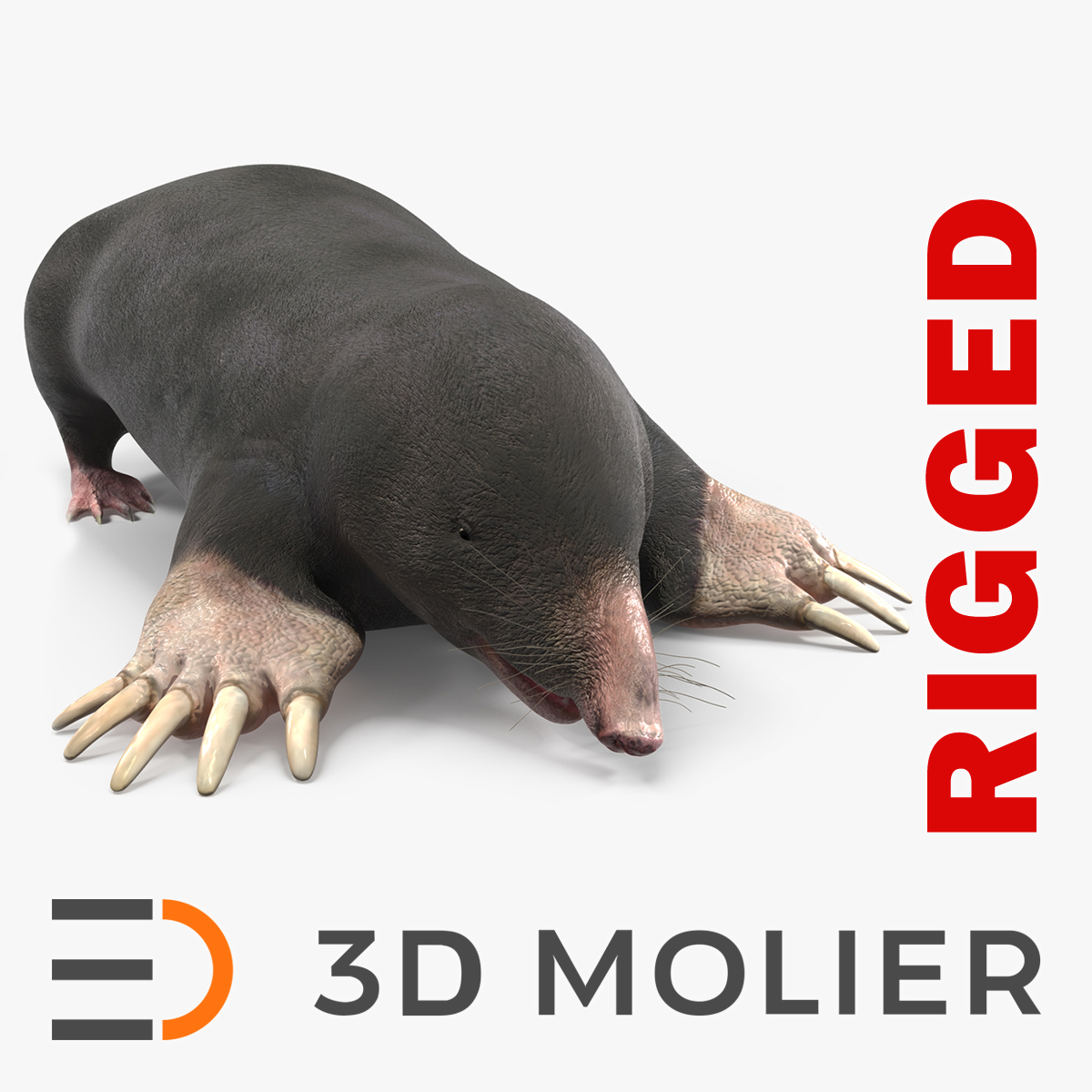 European Mole Animal Rigged 3D