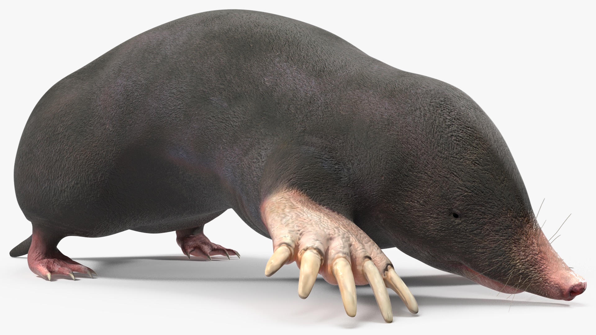 European Mole Animal Rigged 3D