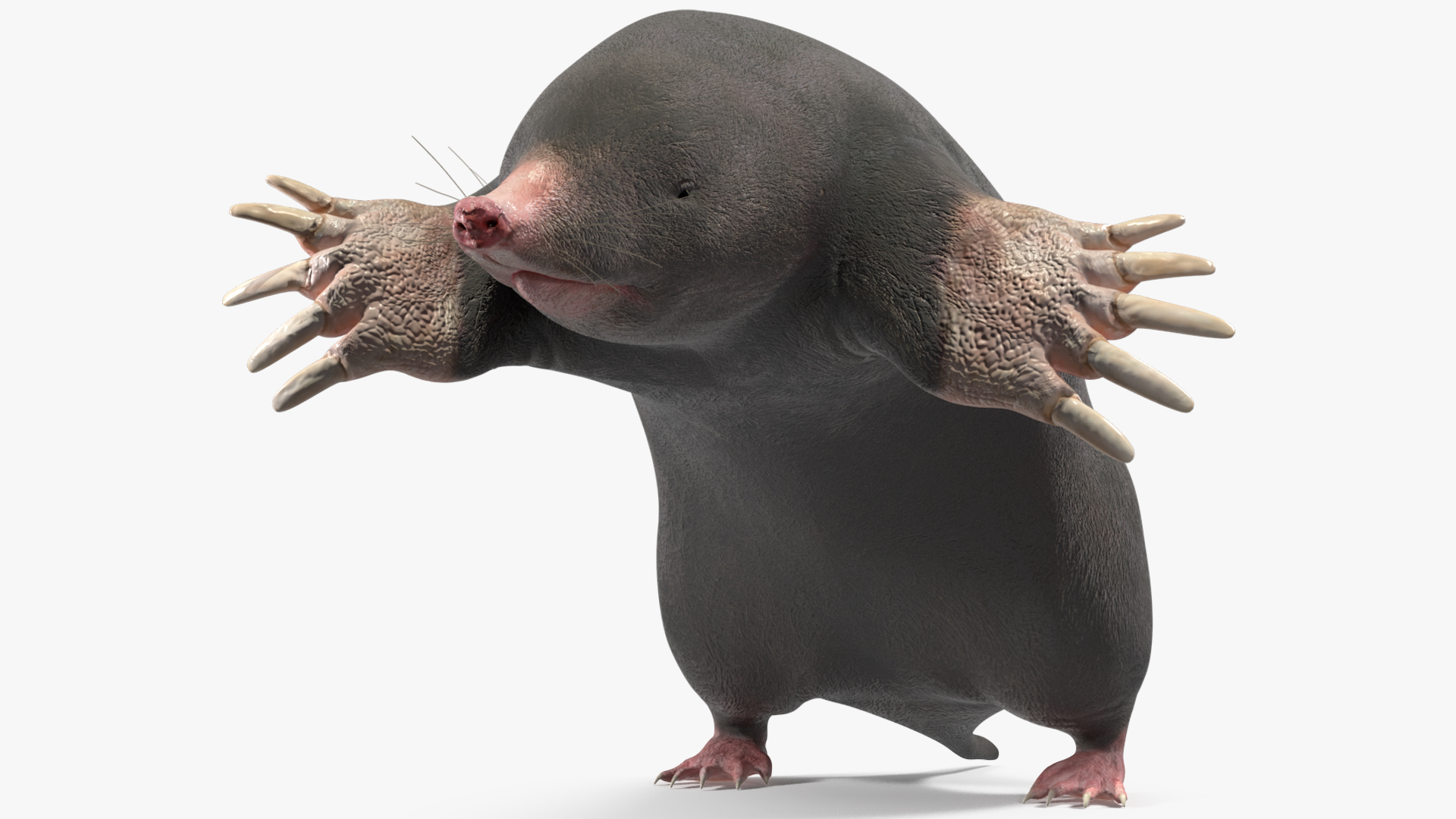 European Mole Animal Rigged 3D