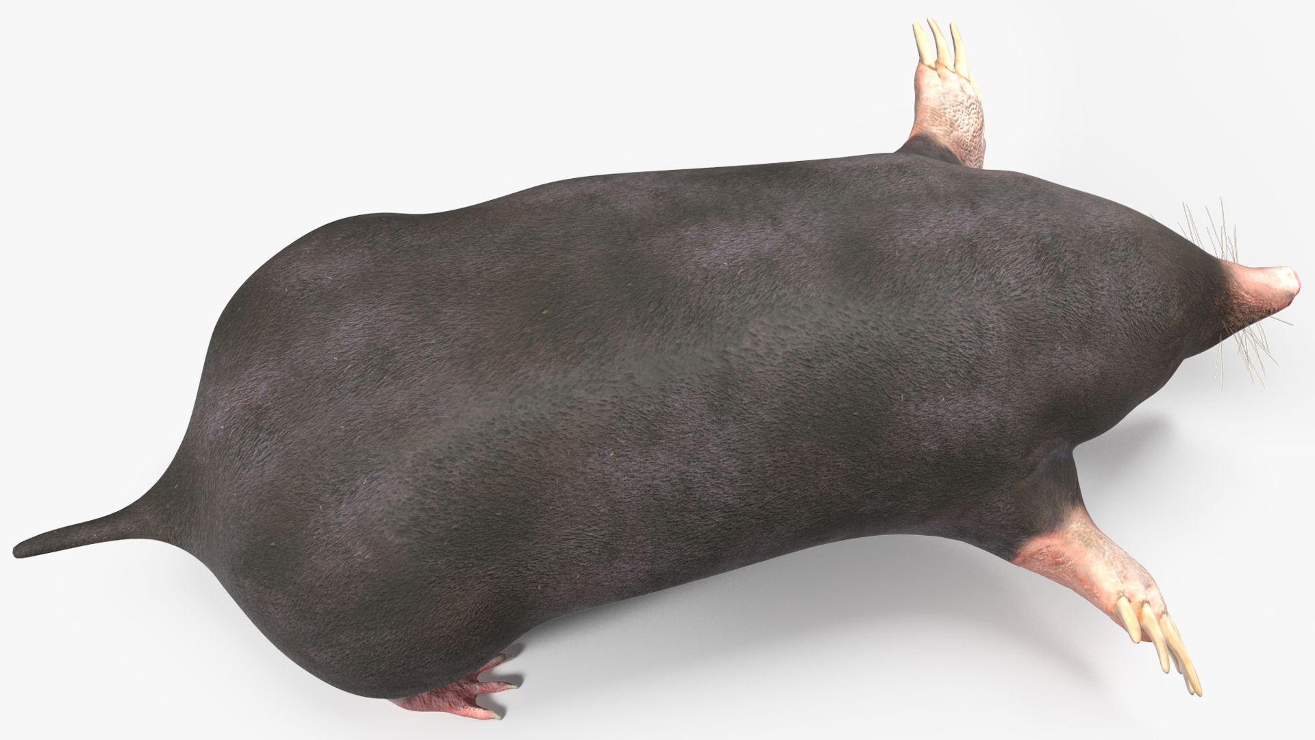European Mole Animal Rigged 3D