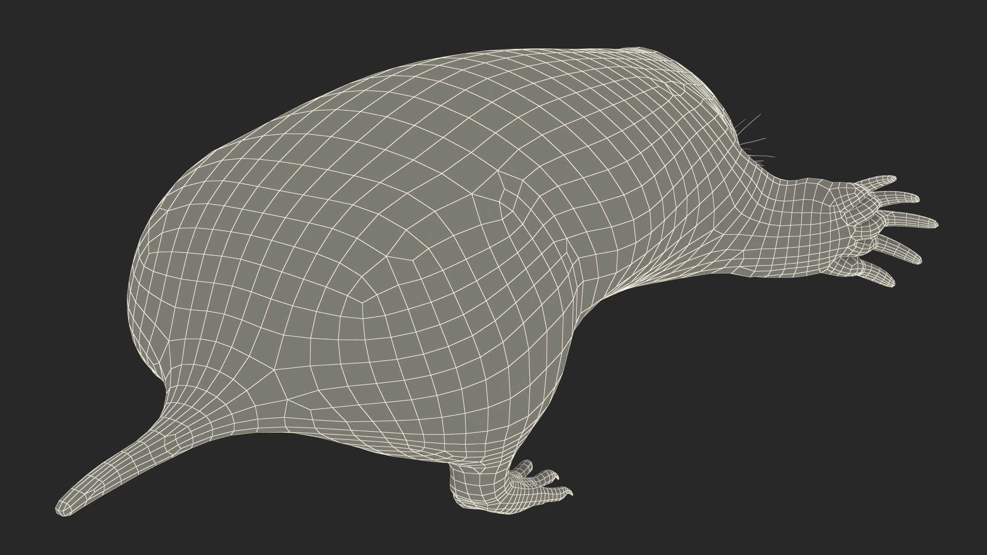 European Mole Animal Rigged 3D