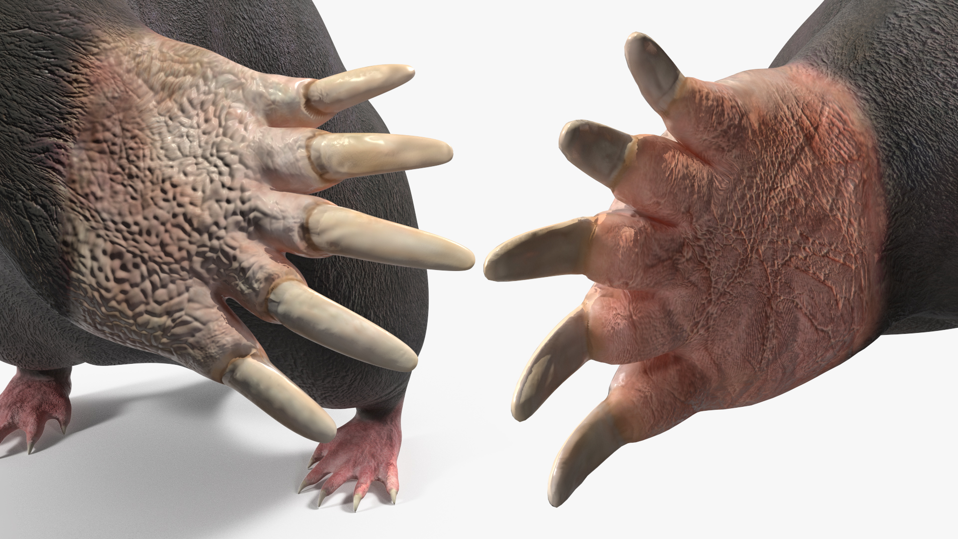 European Mole Animal Rigged 3D
