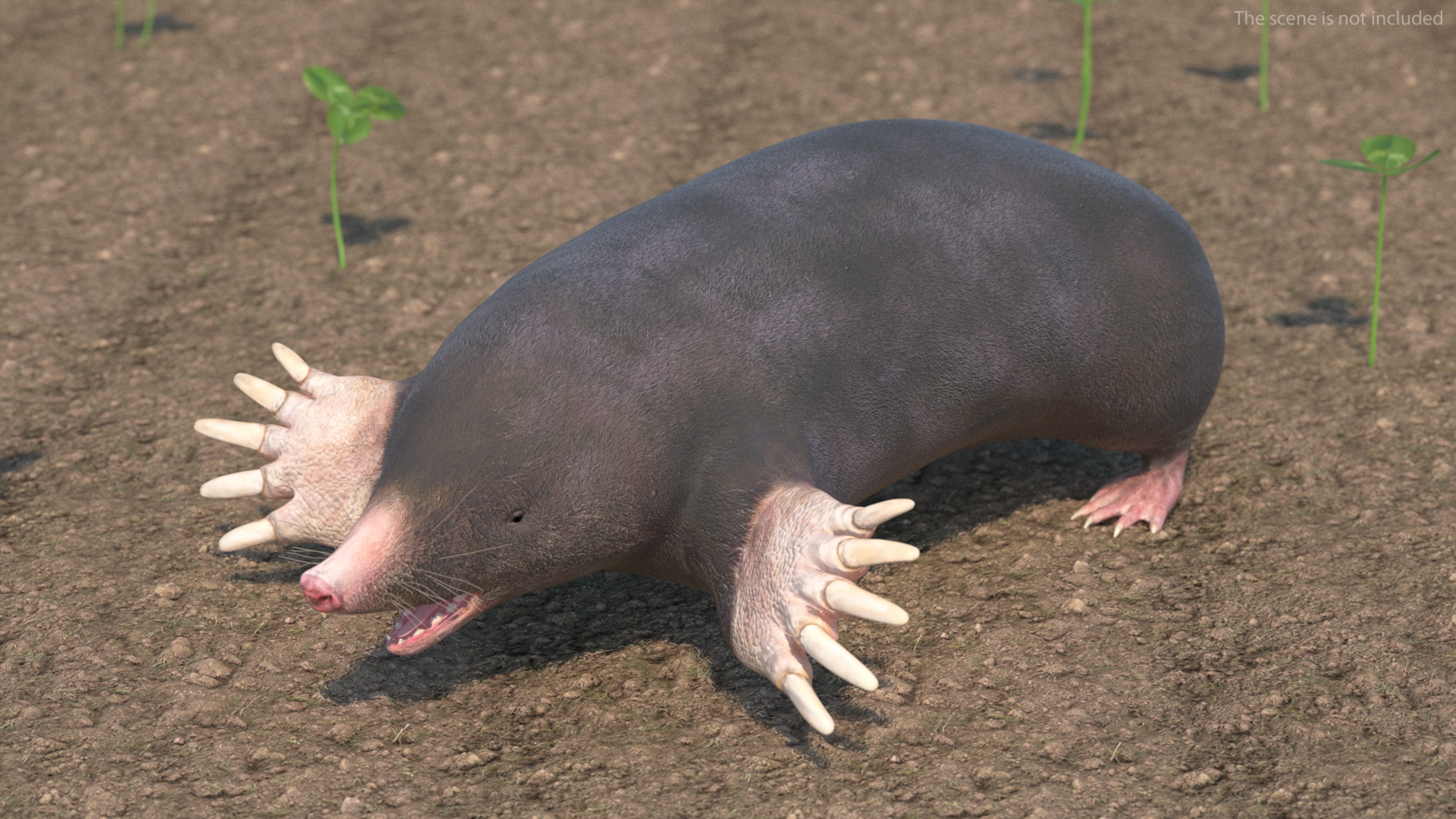 European Mole Animal Rigged 3D