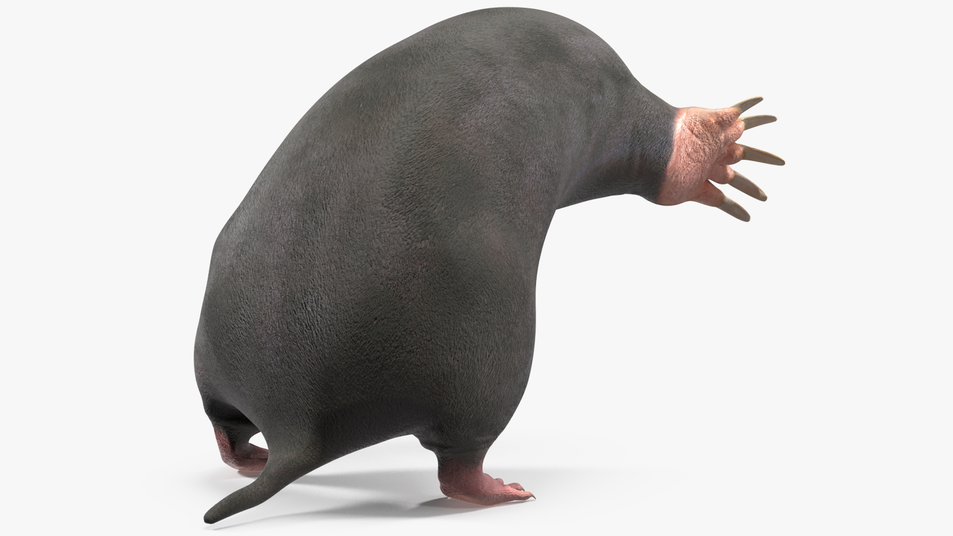 European Mole Animal Rigged 3D