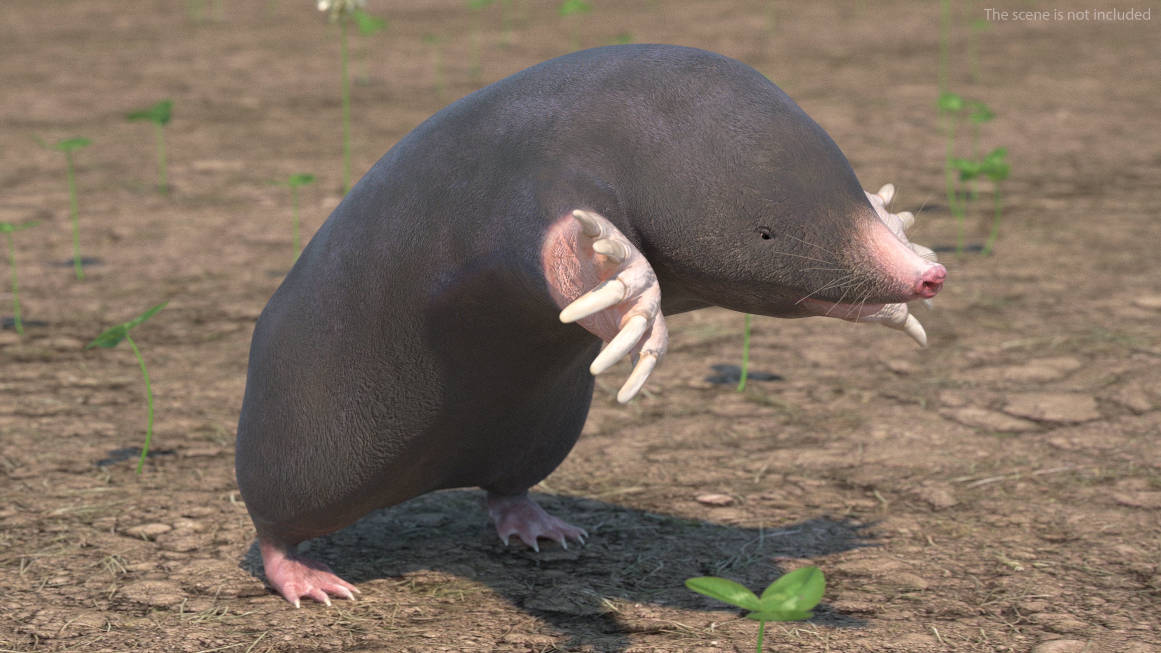 European Mole Animal Rigged 3D