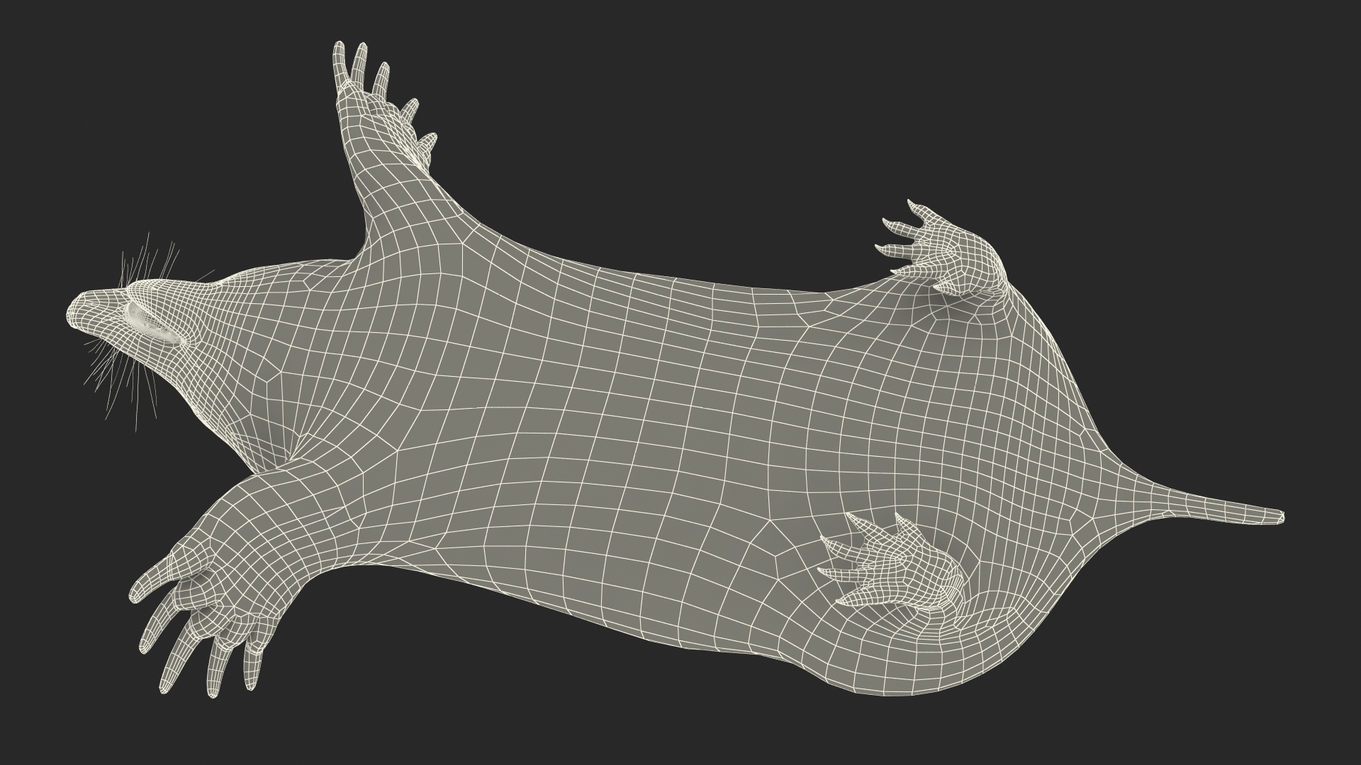 European Mole Animal Rigged 3D