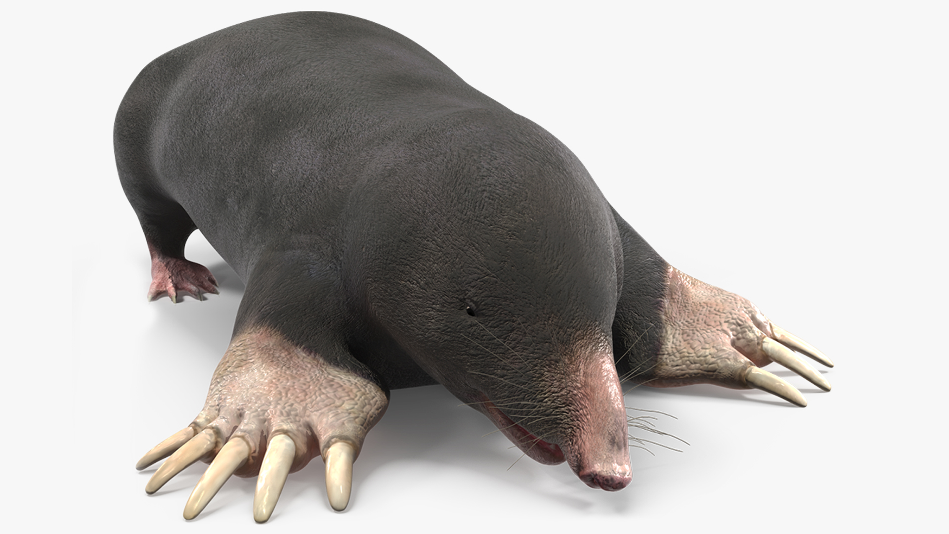 European Mole Animal Rigged 3D