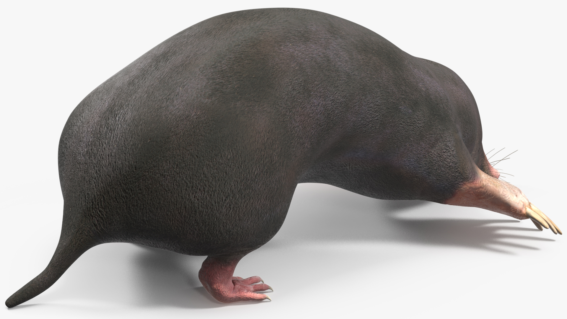 European Mole Animal Rigged 3D