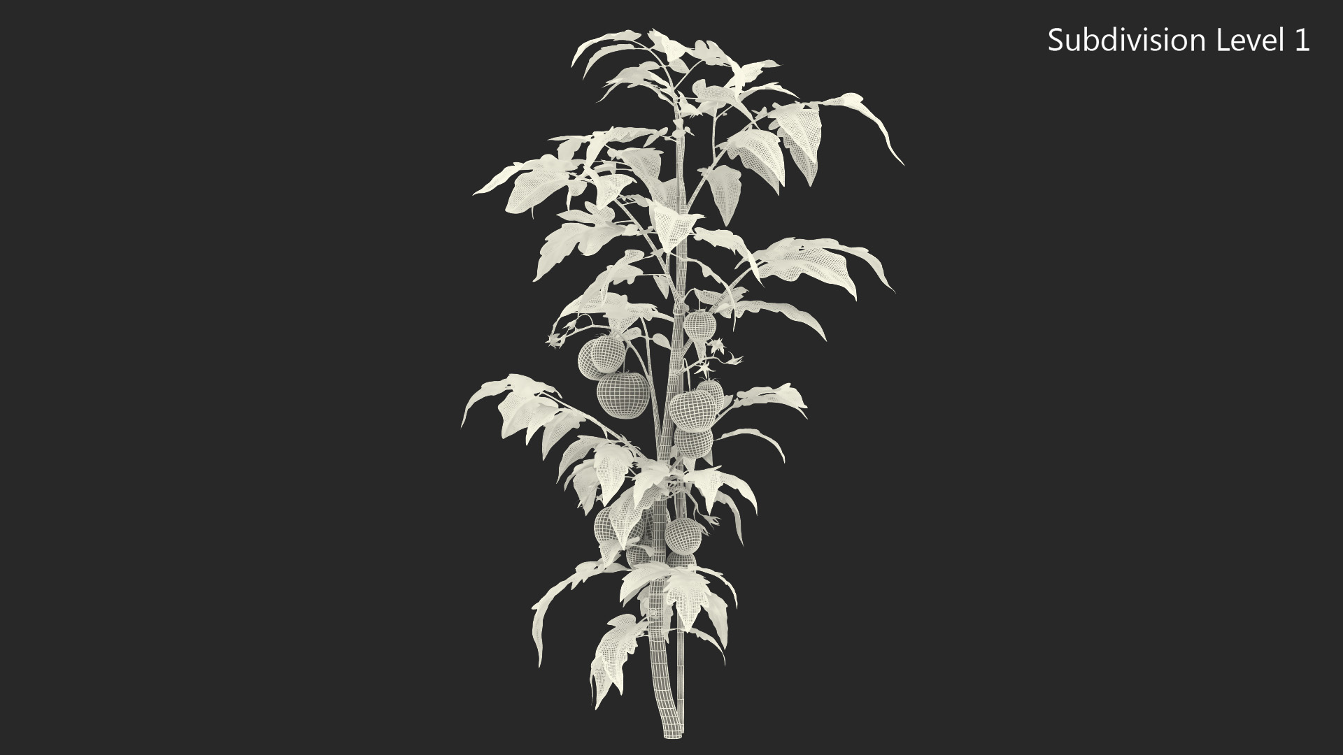 Tomatoes Fruits and Flowers 3D