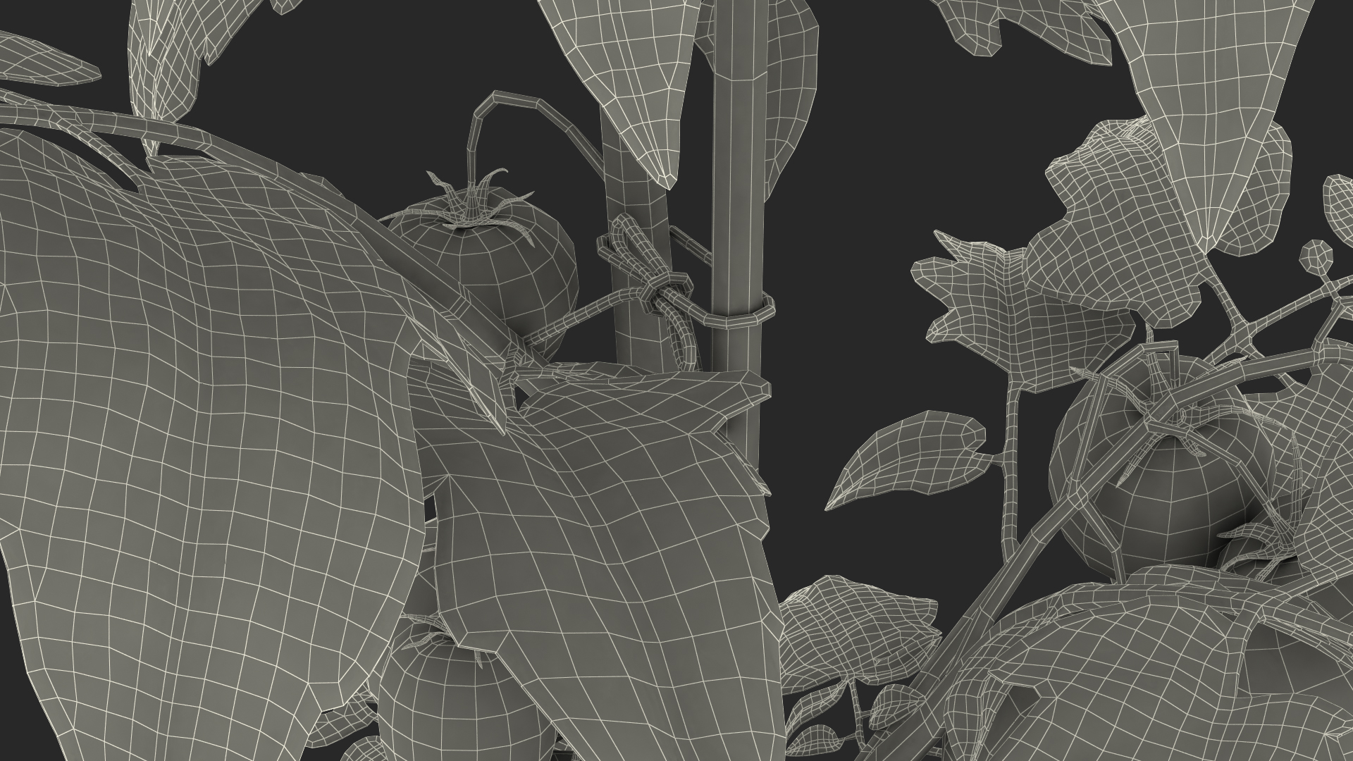 Tomatoes Fruits and Flowers 3D