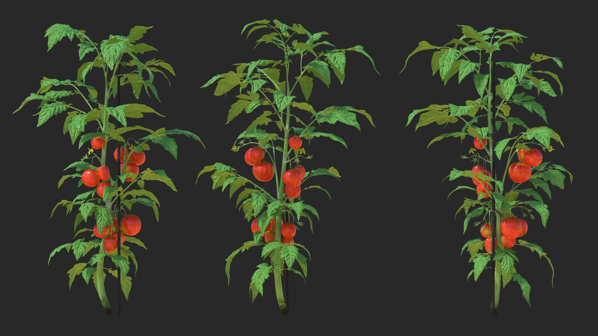 Tomatoes Fruits and Flowers 3D