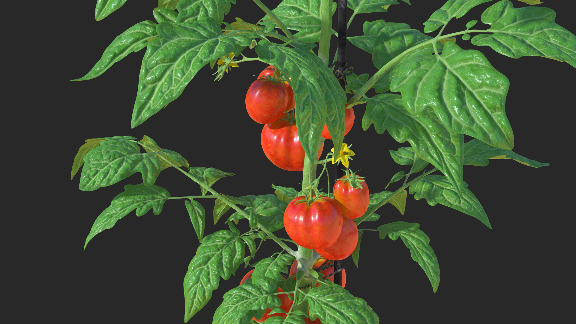 Tomatoes Fruits and Flowers 3D