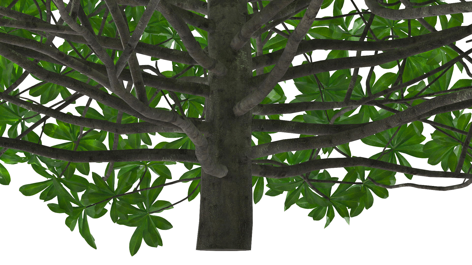 3D Daphne Odora Evergreen Shrub model