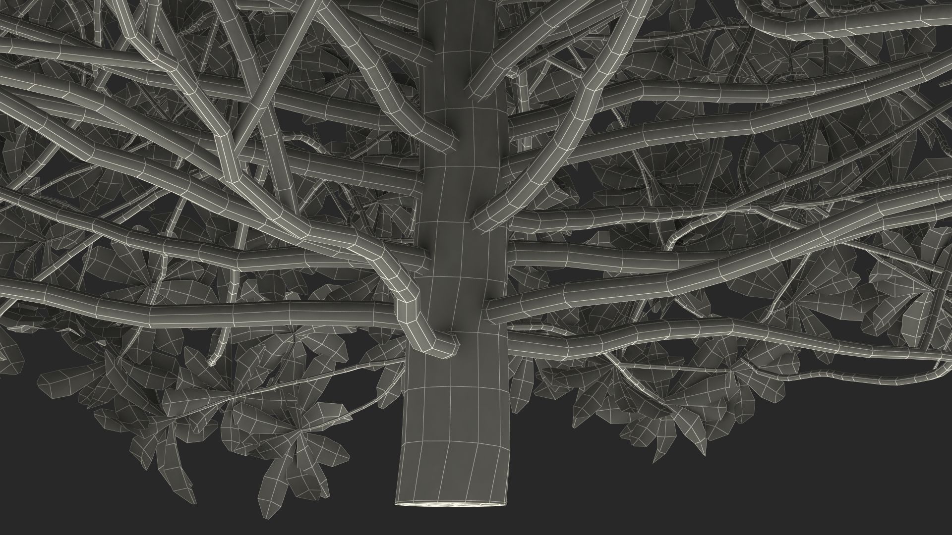3D Daphne Odora Evergreen Shrub model