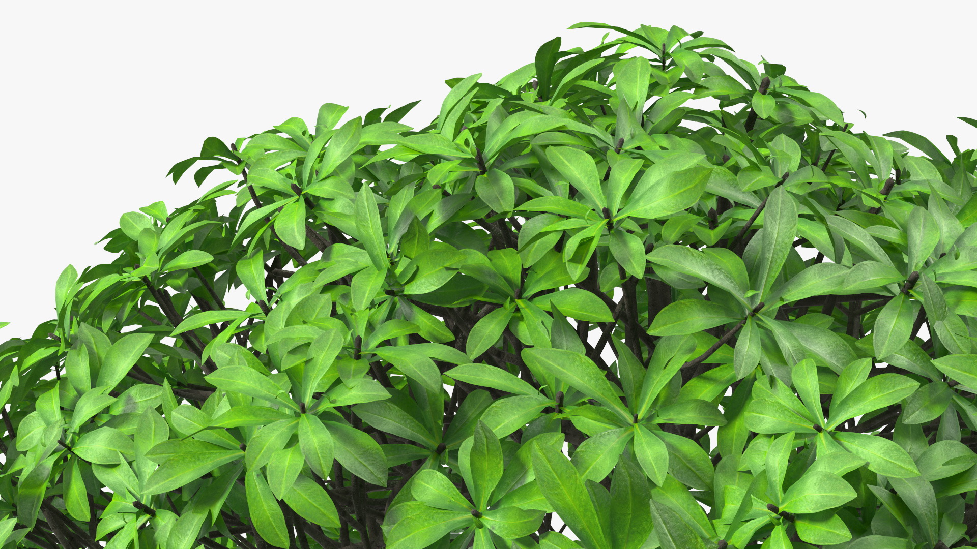 3D Daphne Odora Evergreen Shrub model