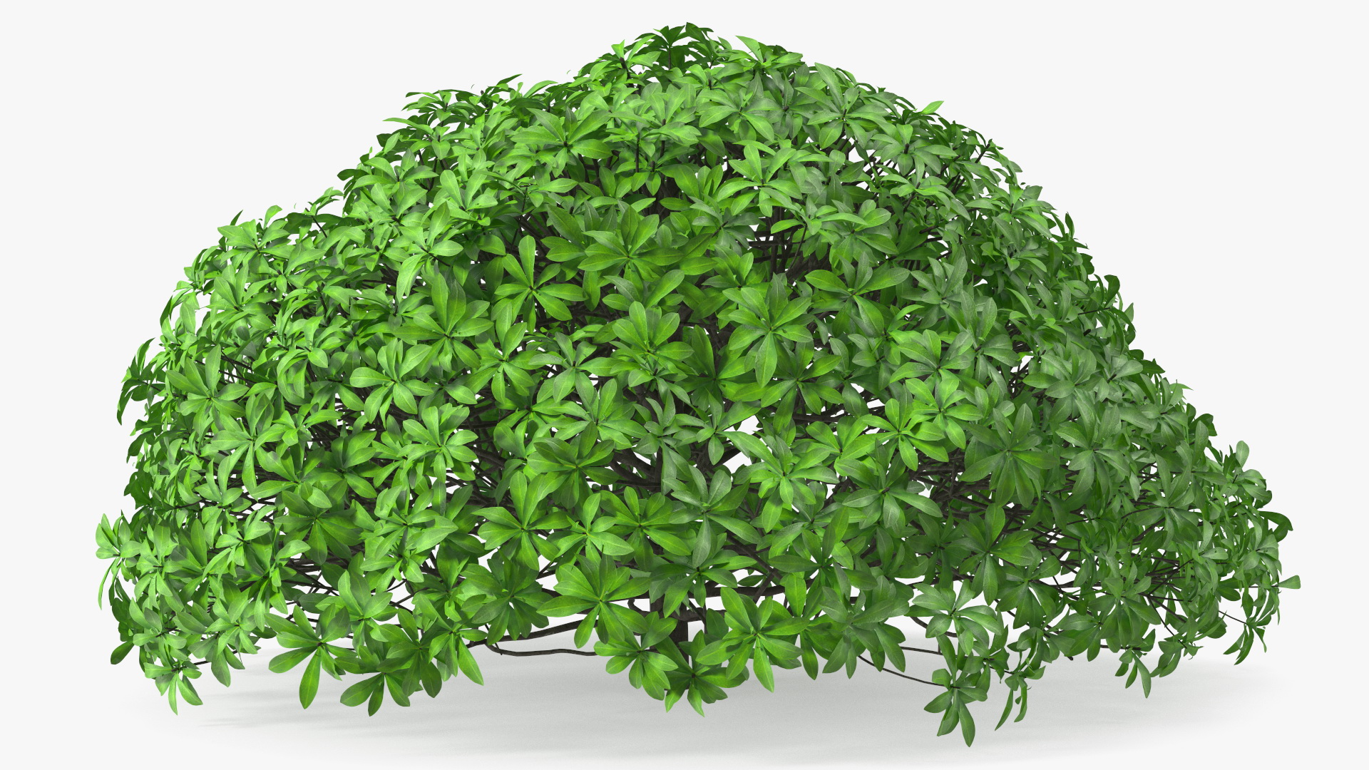 3D Daphne Odora Evergreen Shrub model