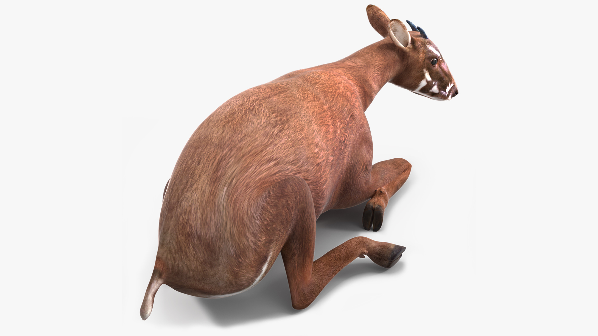 3D model Saola Reclining