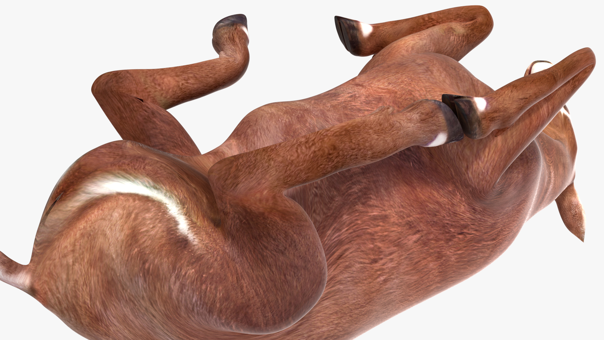 3D model Saola Reclining